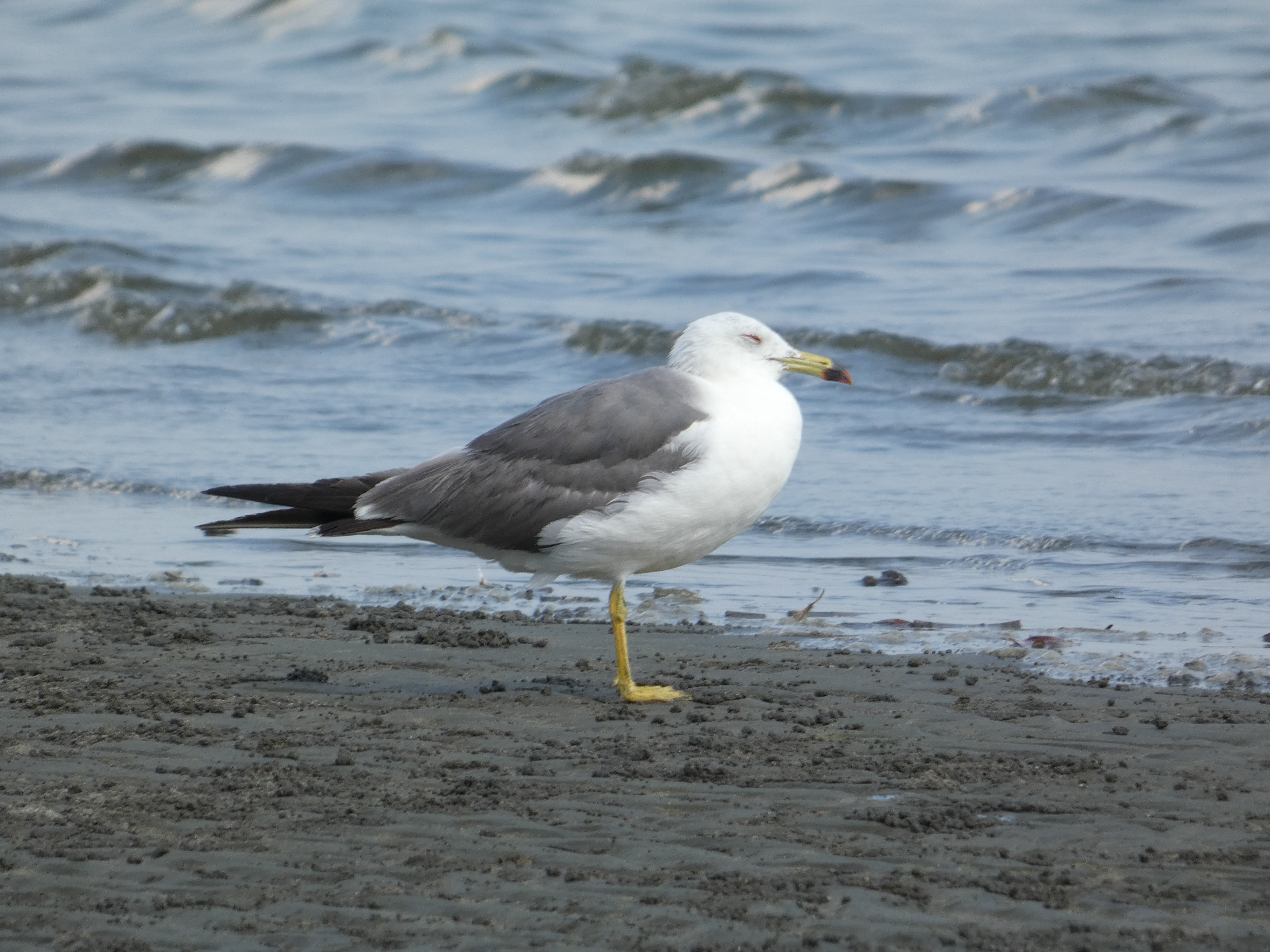 LUMIX FZ85D／215mm（1,200mm相当）／絞り優先AE（1/125秒・F8.0・＋0.3EV）／ISO 80