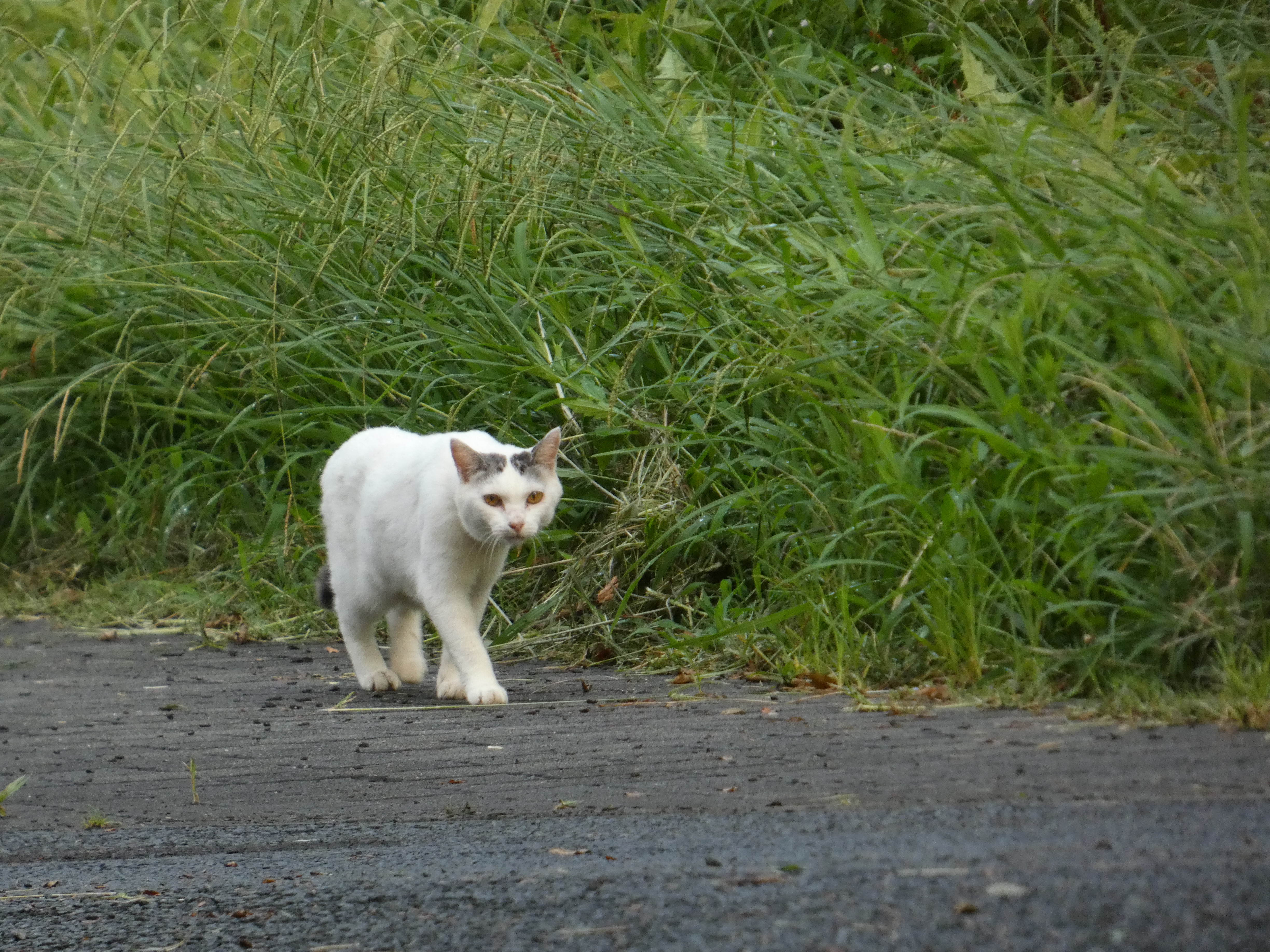 LUMIX FZ85D／118.5mm（661mm相当）／絞り優先AE（1/100秒・F5.6・＋0.7EV）／ISO 400