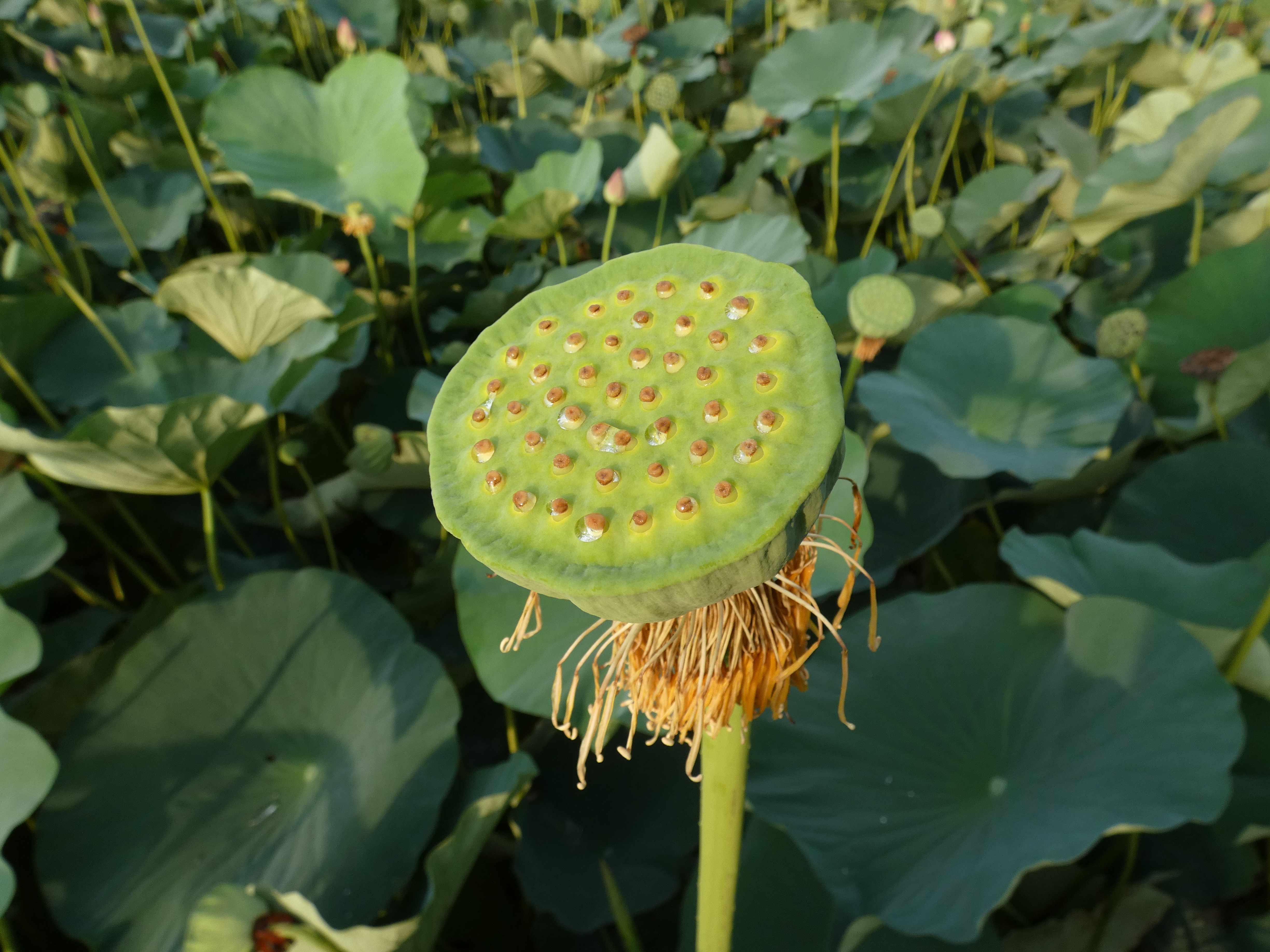 LUMIX FZ85D／3.58mm（20mm相当）／絞り優先AE（1/320秒・F3.5・－0.3EV）／ISO 80