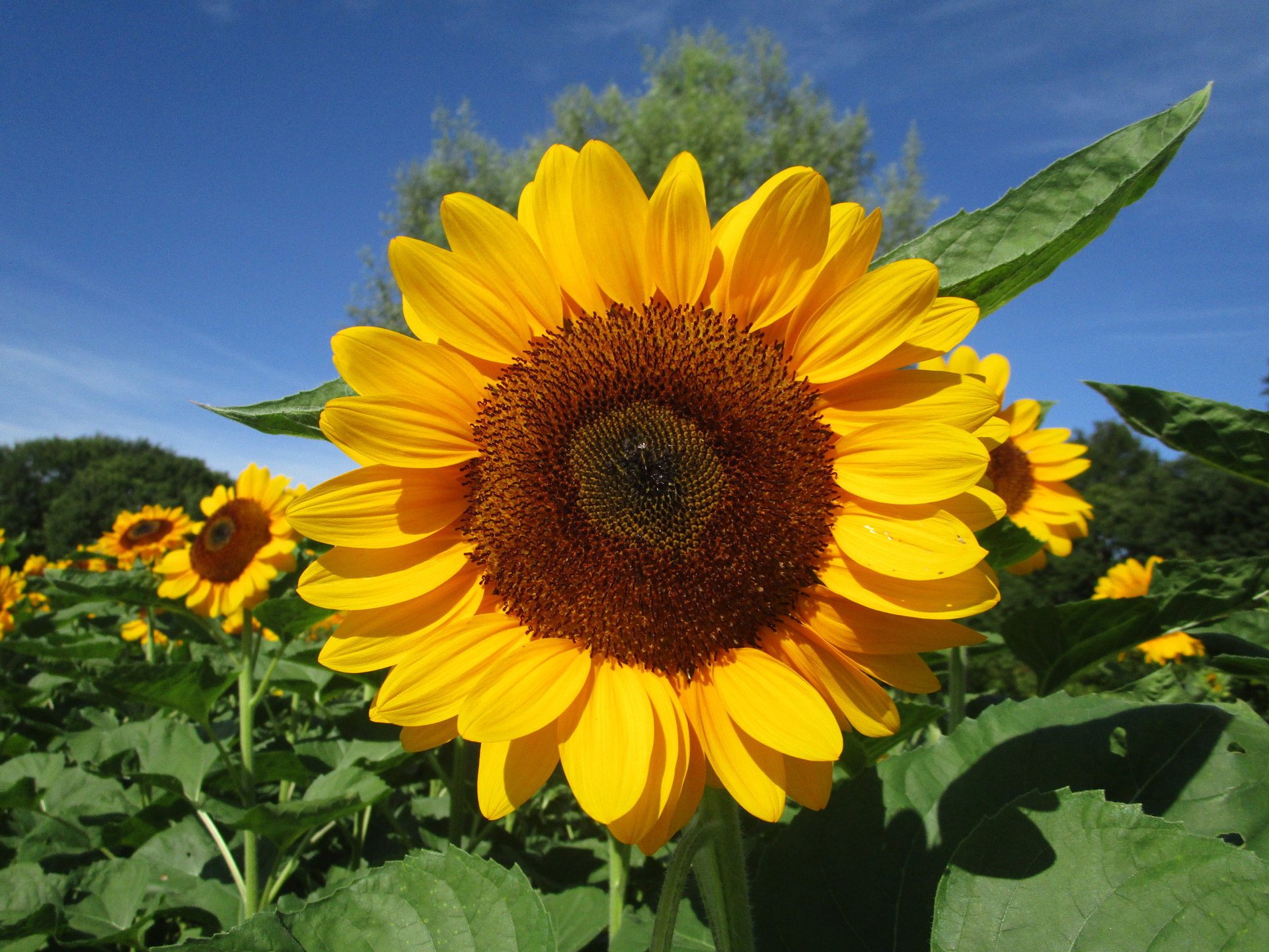 ビンセント　オレンジ