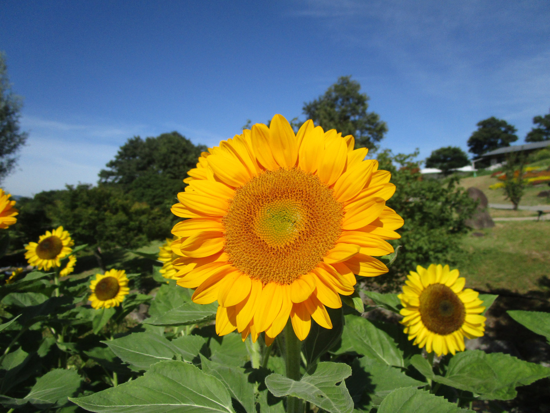 ビンセント　クリアオレンジ
