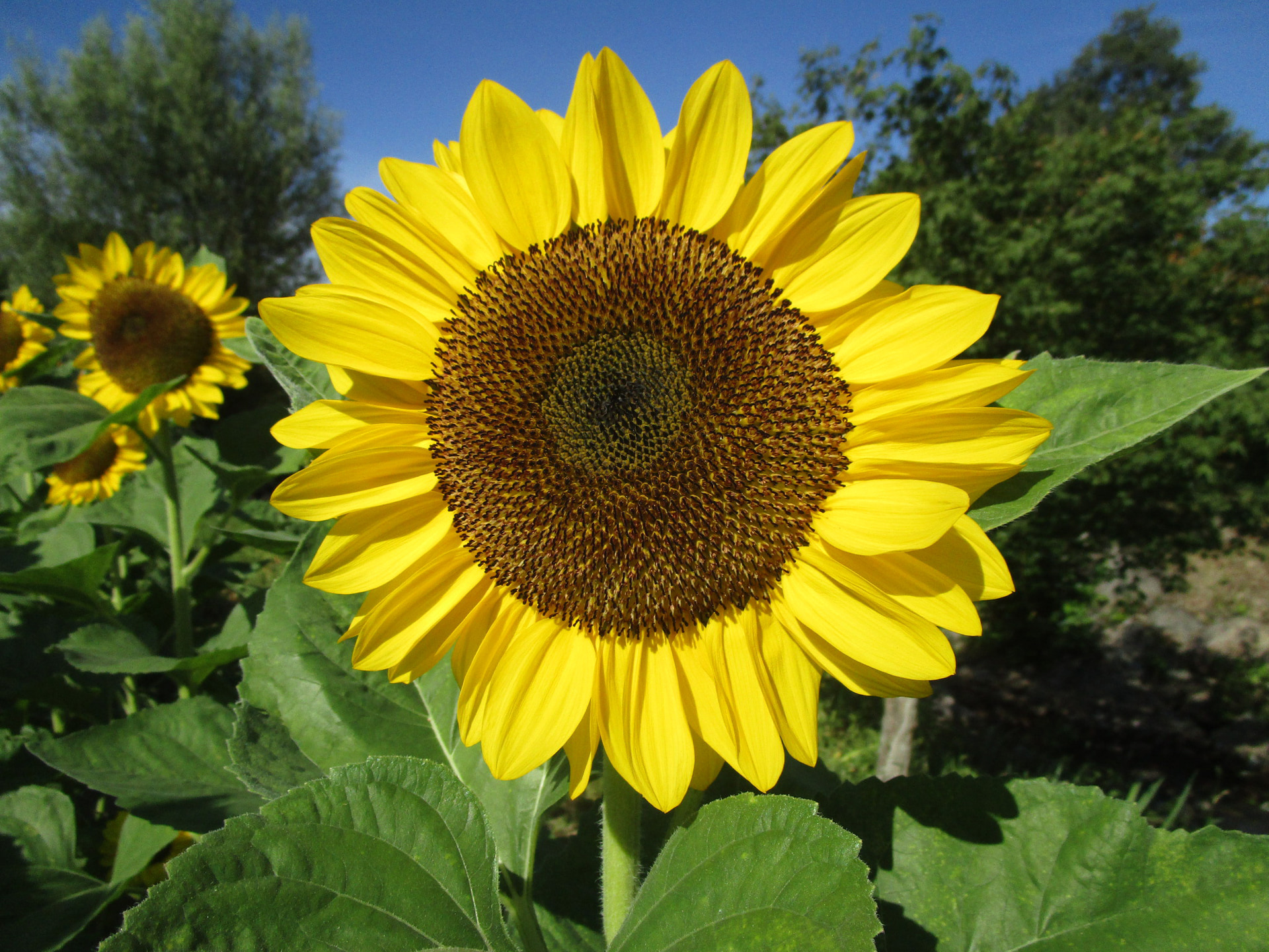 ビンセント　ポメロ