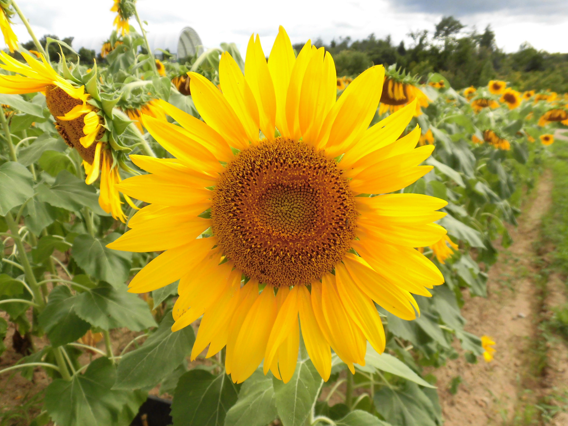 ビューティフルサン