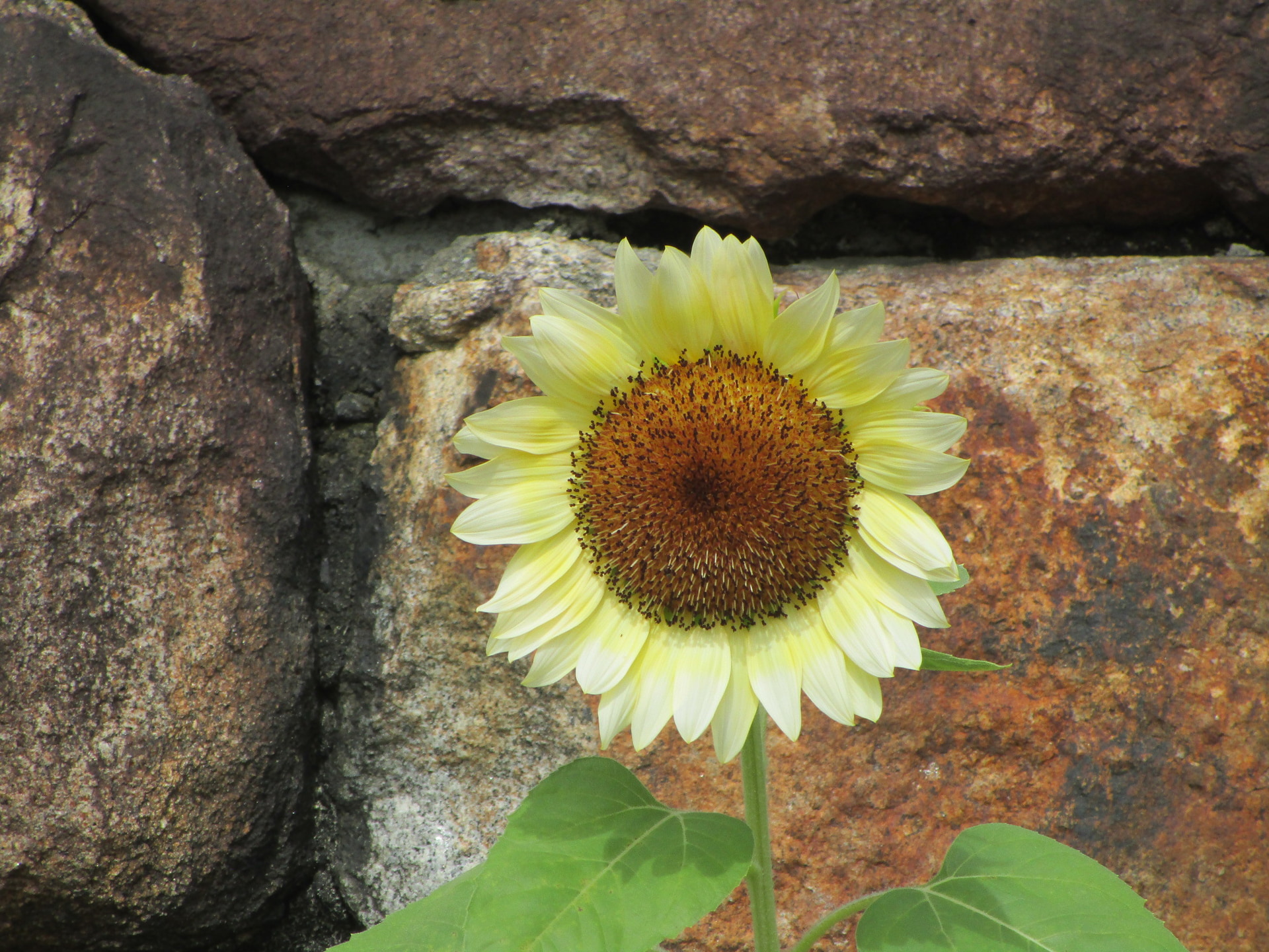 ホワイトナイト