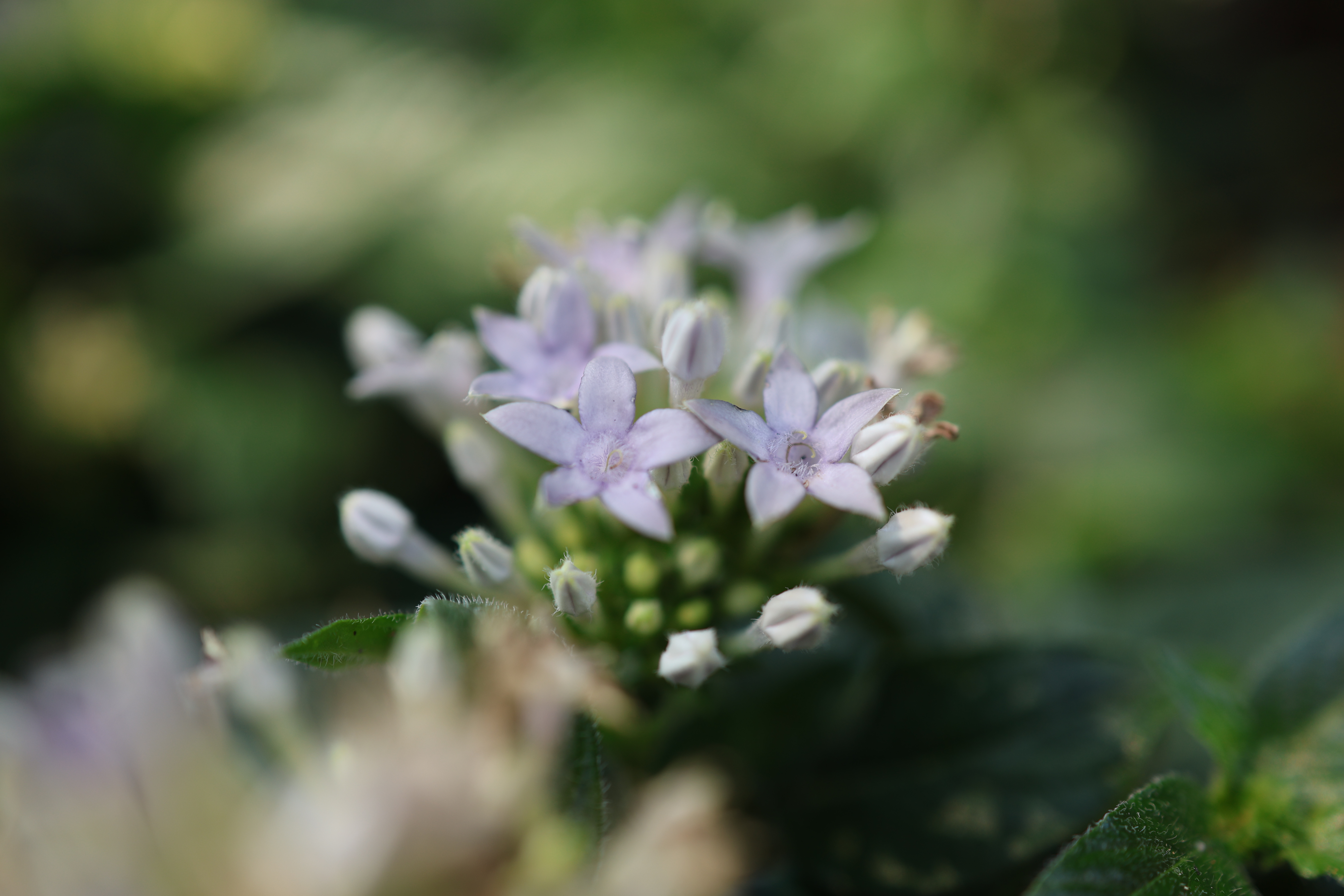 キヤノン EOS R8／RF35mm F1.8 MACRO IS STM／絞り優先AE（1/160秒、F2.8、−0.3EV）／ISO 100