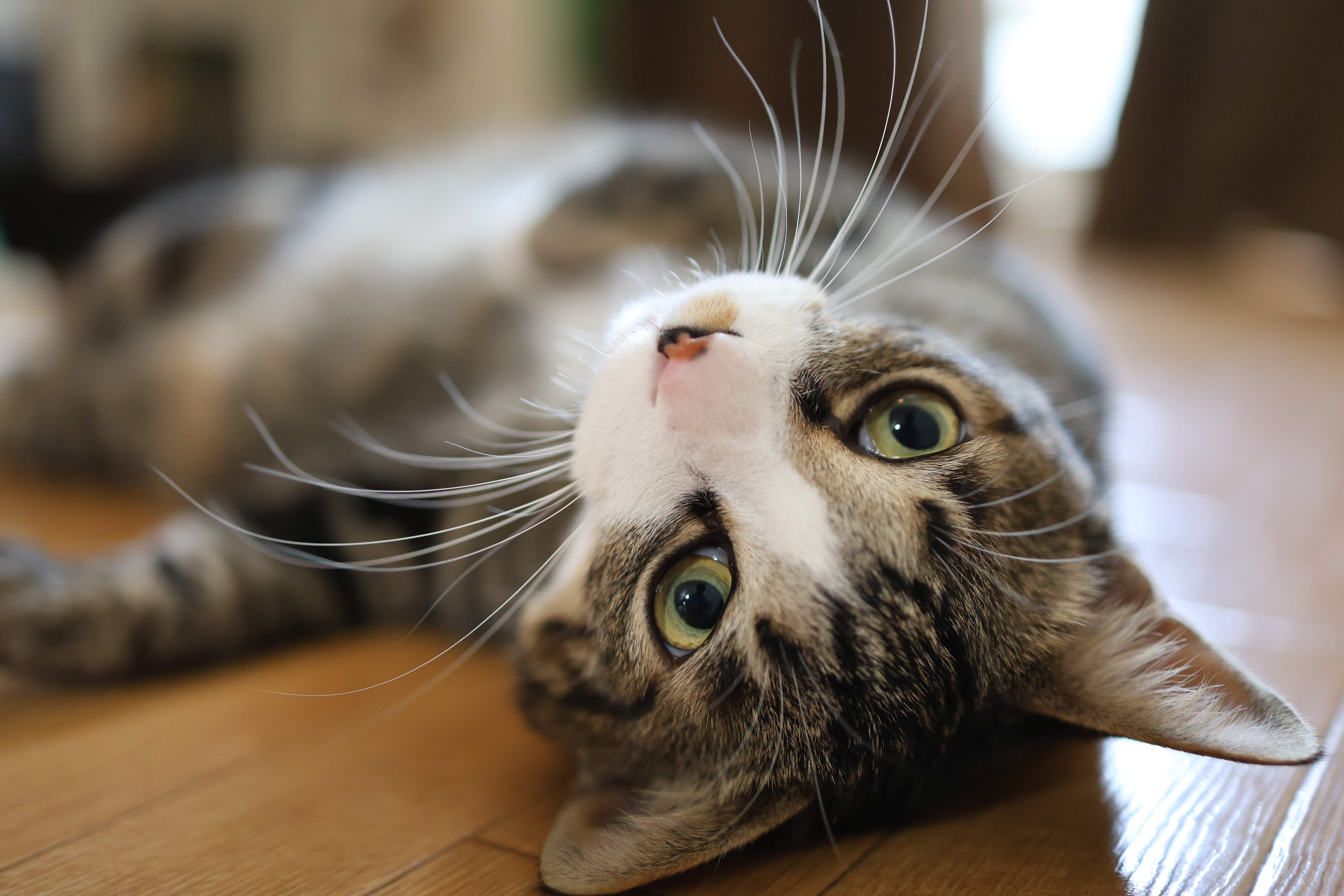 キヤノン EOS R8／RF35mm F1.8 MACRO IS STM／絞り優先AE（1/80秒、F1.8、＋1.0EV）／ISO 4000