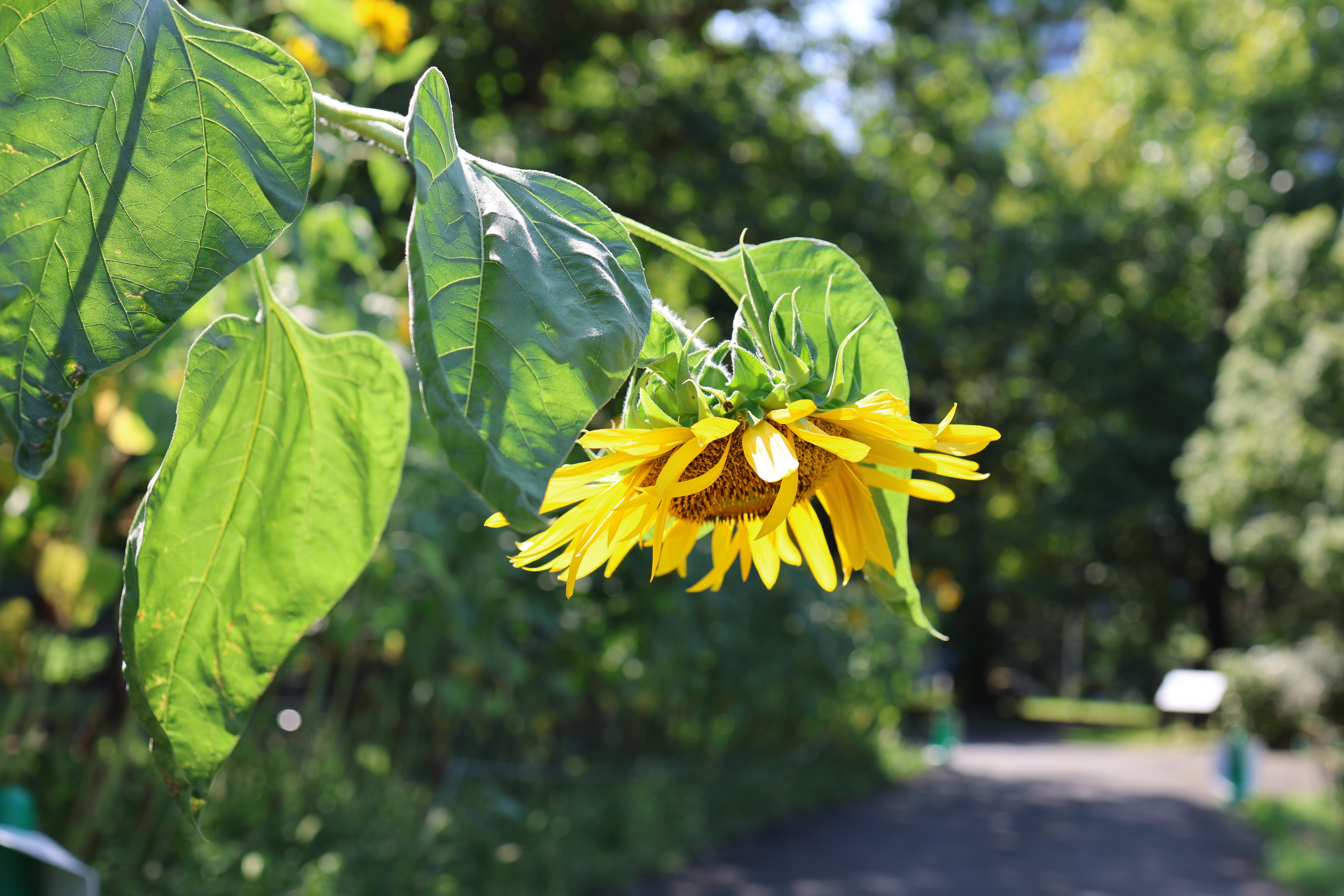 キヤノン EOS R8／RF35mm F1.8 MACRO IS STM／絞り優先AE（1/320秒、F4.0、＋0.7EV）／ISO 100