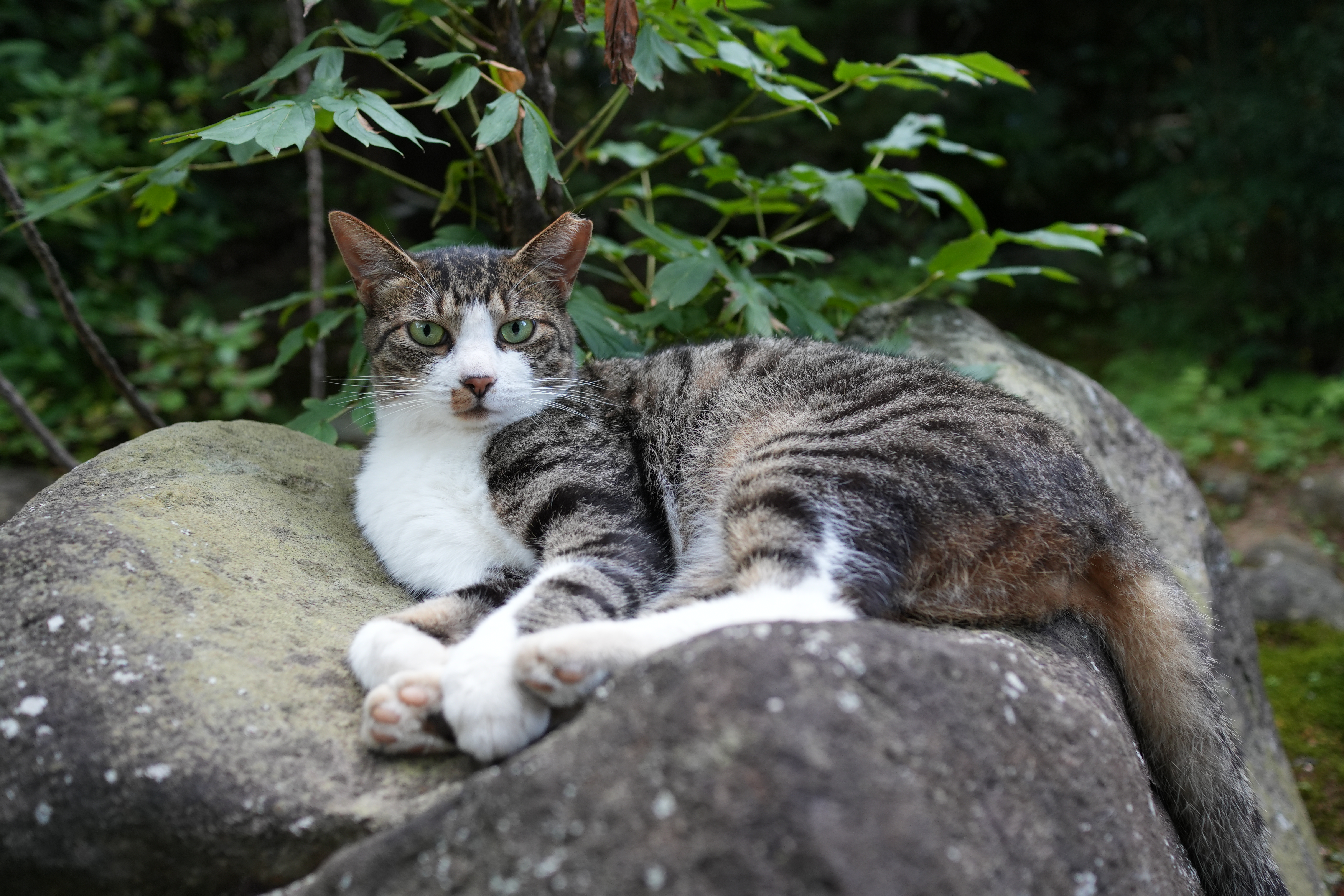 ソニー α6700／Sonnar T＊ E 24mm F1.8 ZA／24mm（36mm相当）／絞り優先AE（1/60秒、F2.8、±0.0EV）／ISO 400