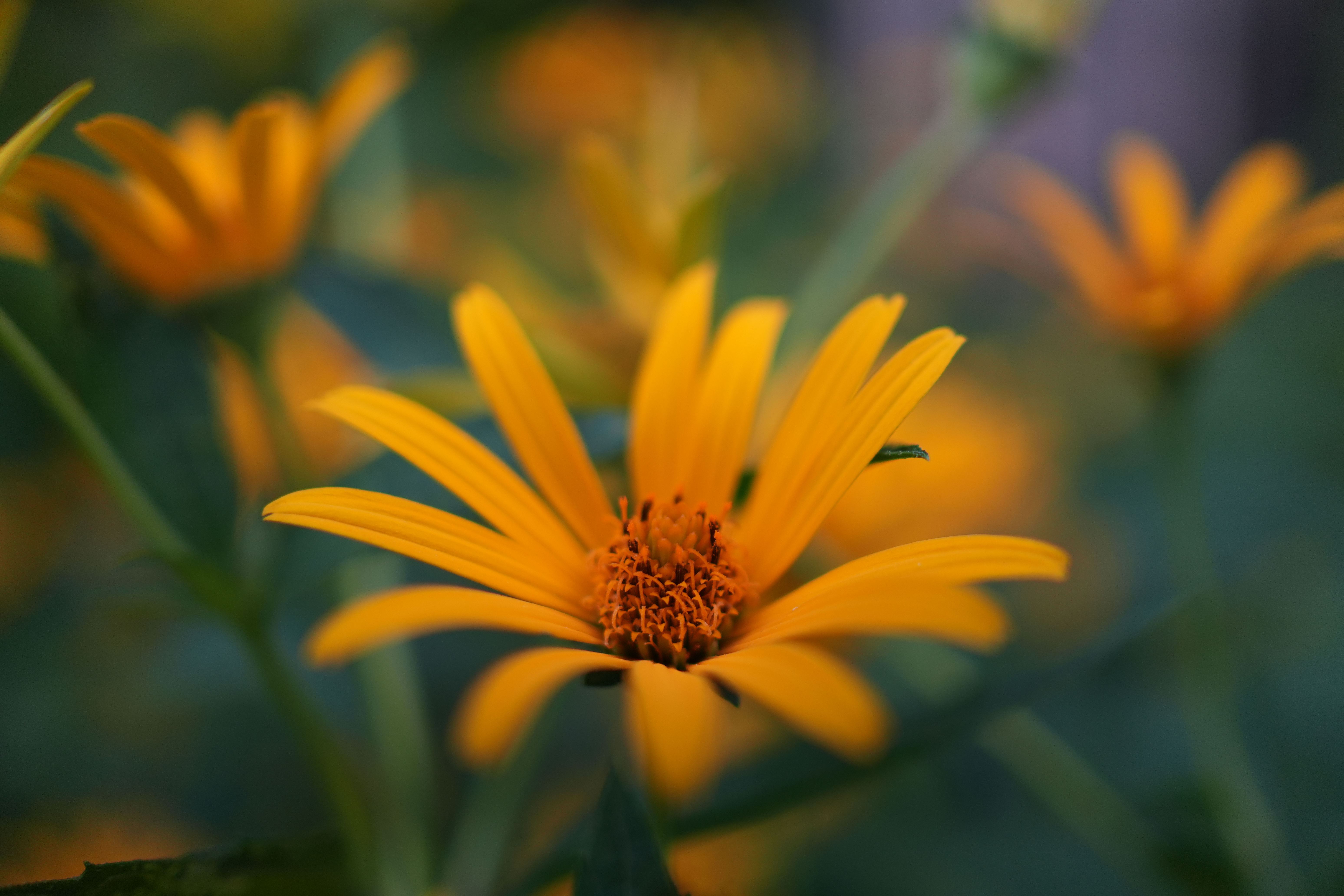 ソニー α6700／Sonnar T＊ E 24mm F1.8 ZA／24mm（36mm相当）／絞り優先AE（1/800秒、F1.8、−0.3EV）／ISO 400