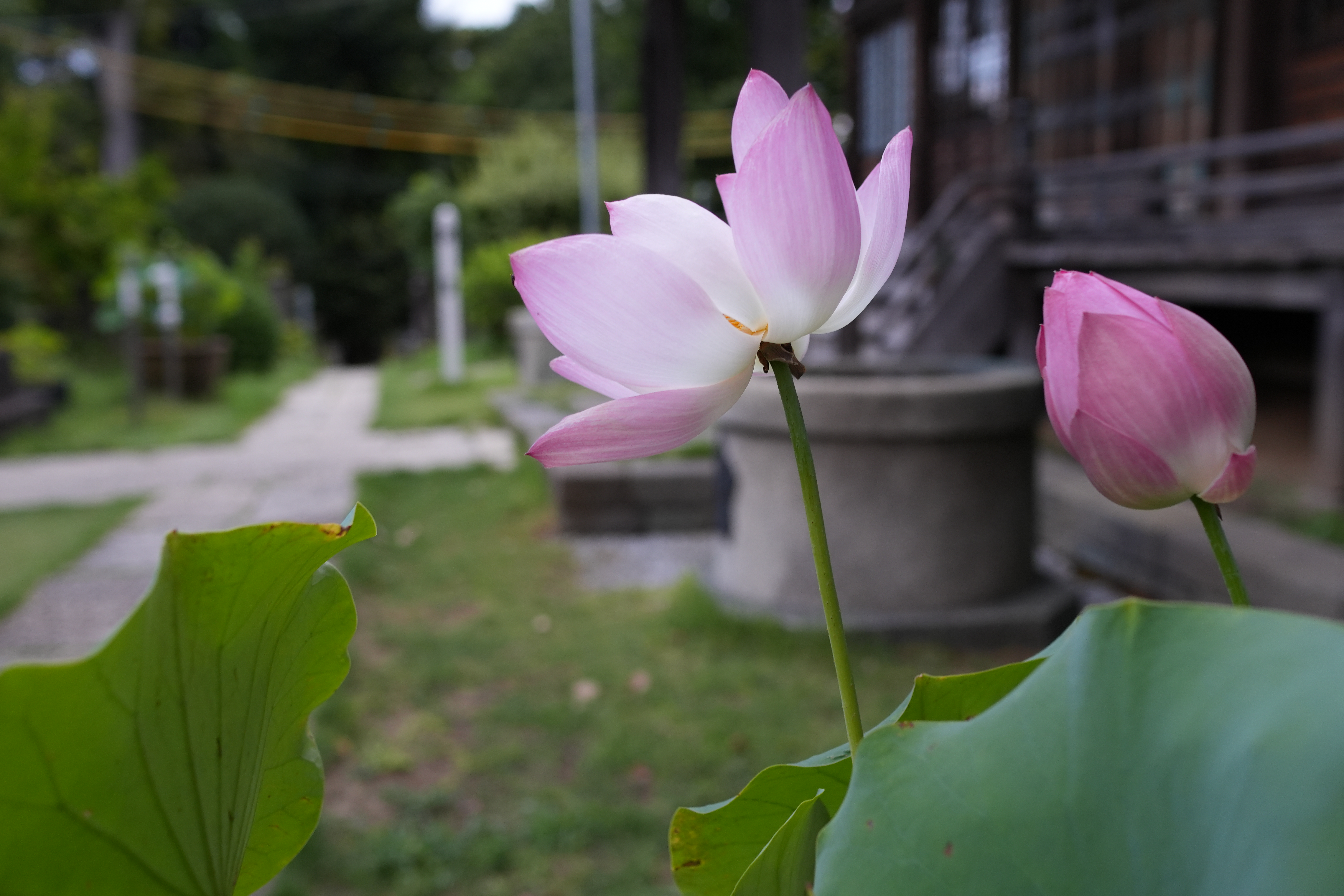 ソニー α6700／Sonnar T＊ E 24mm F1.8 ZA／24mm（36mm相当）／絞り優先AE（1/80秒、F3.5、±0.0EV）／ISO 400