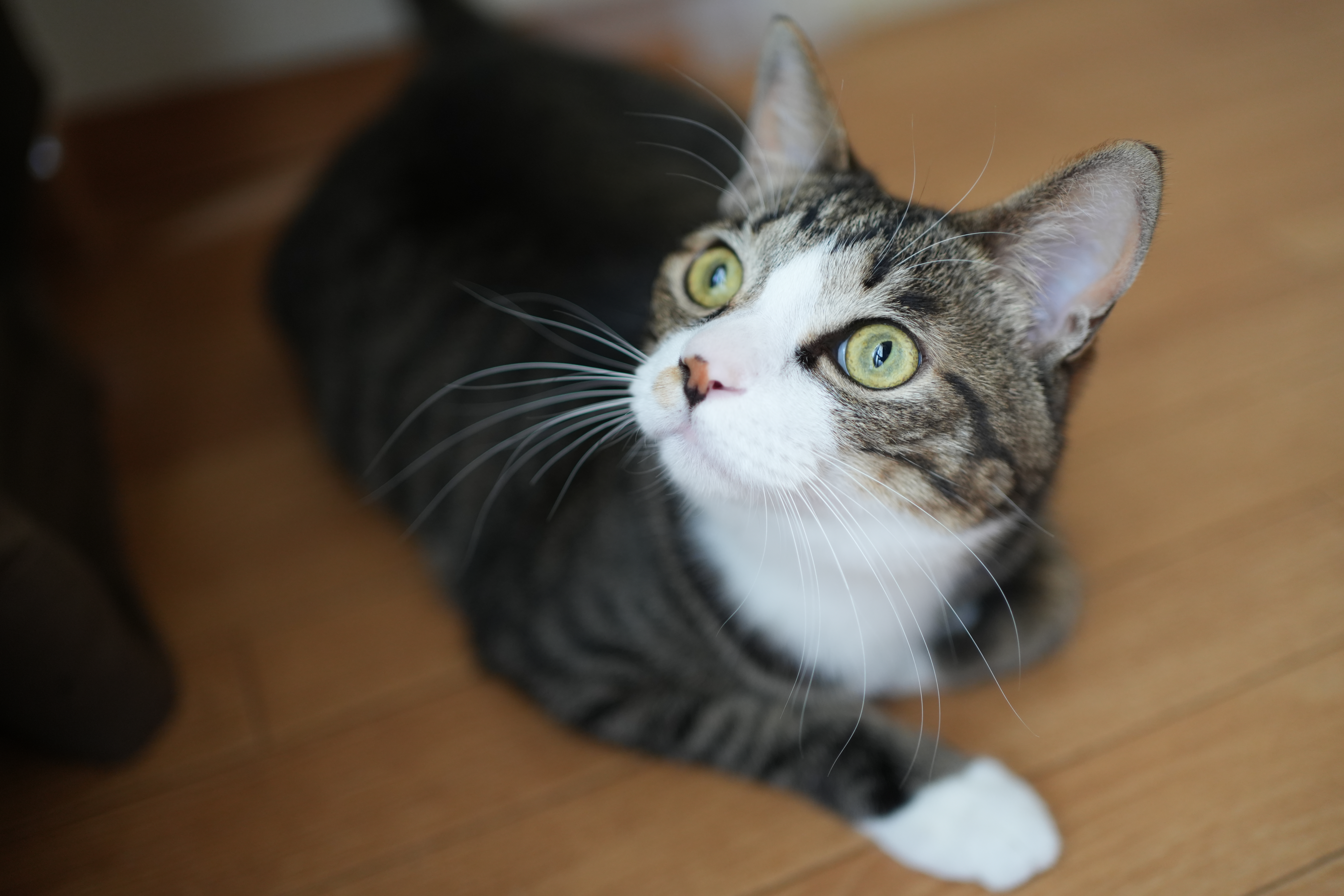 ソニー α7C II／FE 35mm F1.8／絞り優先AE（1/80秒、F1.8、＋0.3EV）／ISO 1000