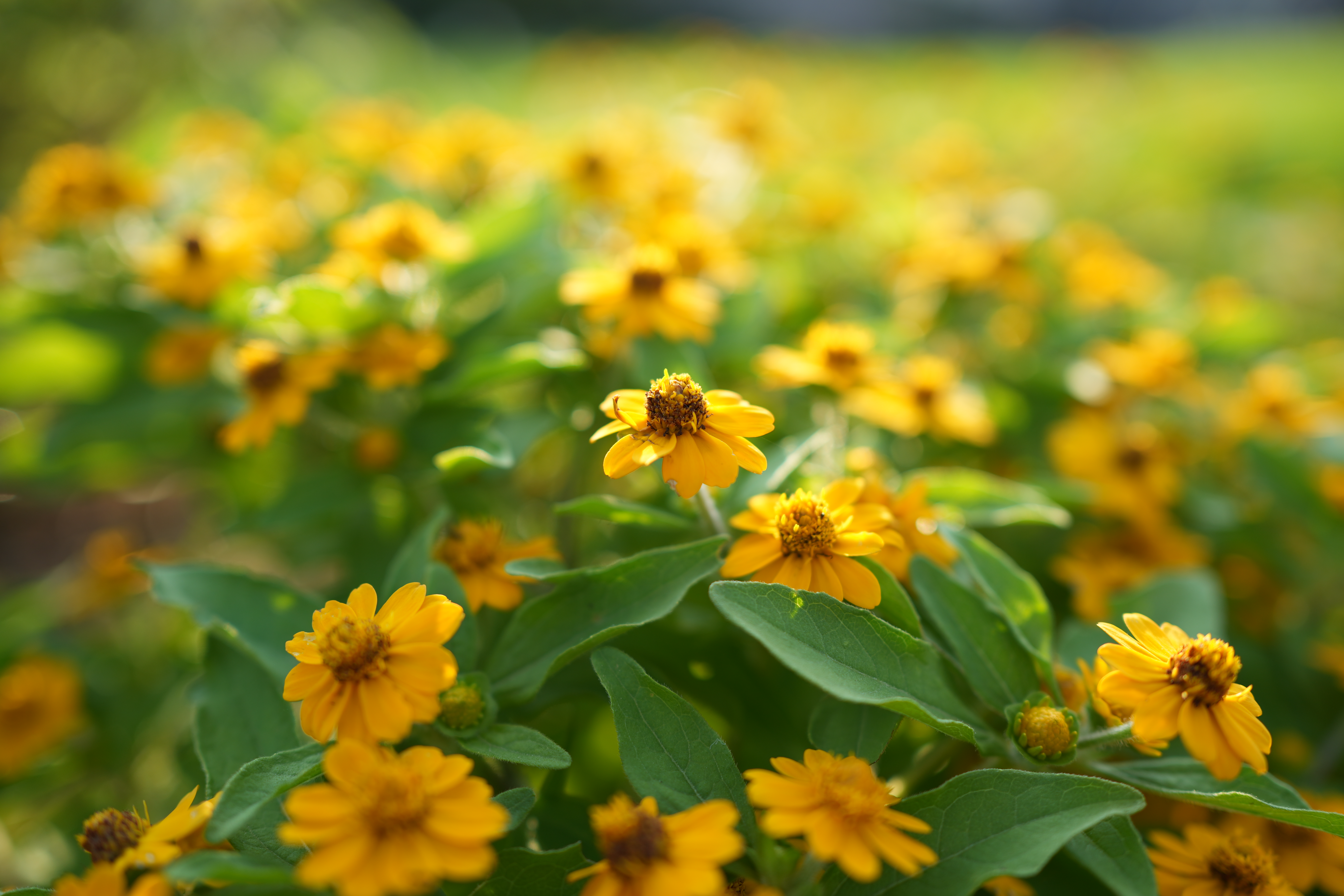 ソニー α7C II／絞り優先AE（1/500秒、F2.8、＋0.3EV）／ISO 100