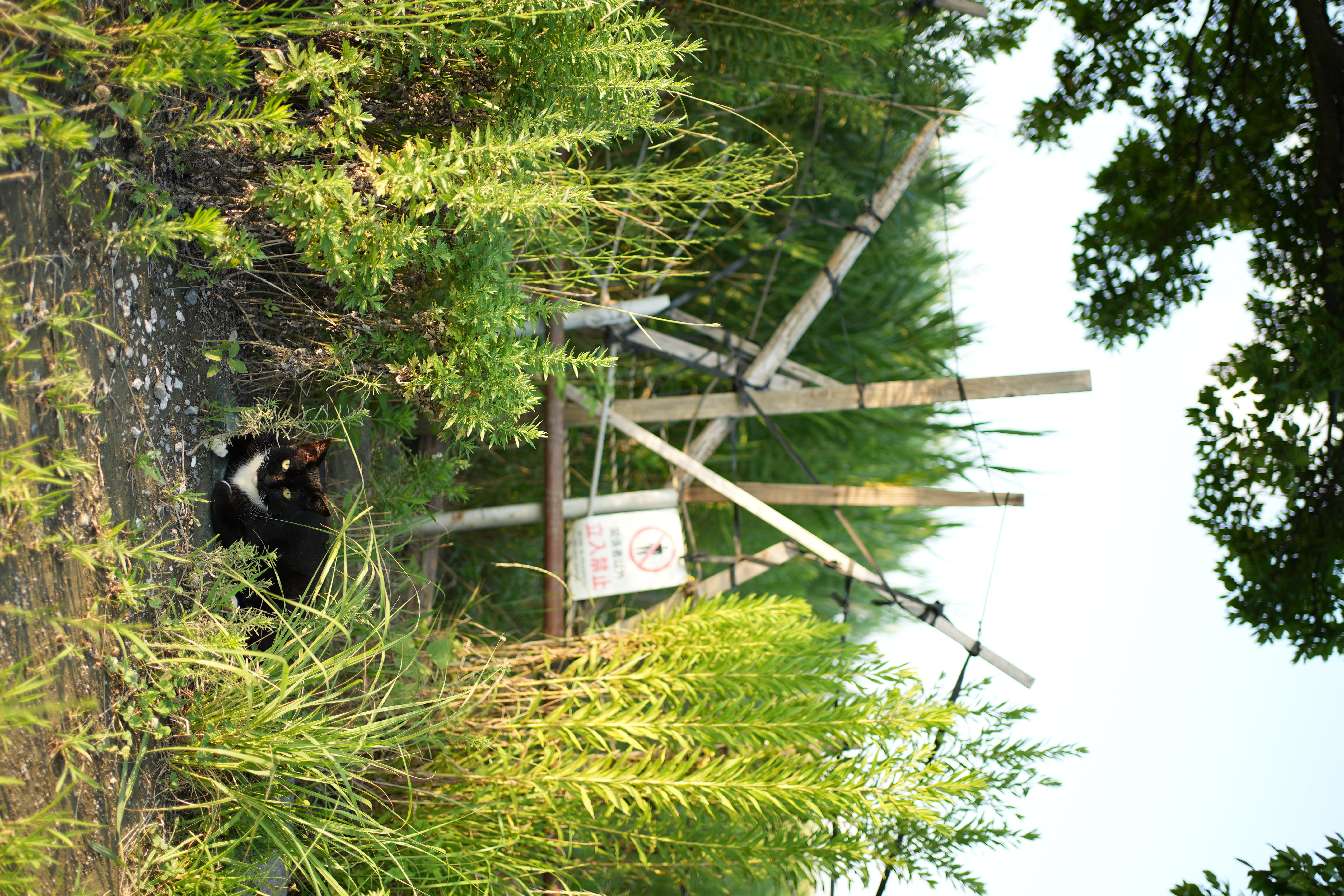 ソニー α7C II／絞り優先AE（1/400秒、F1.8、＋1.0EV）／ISO 100