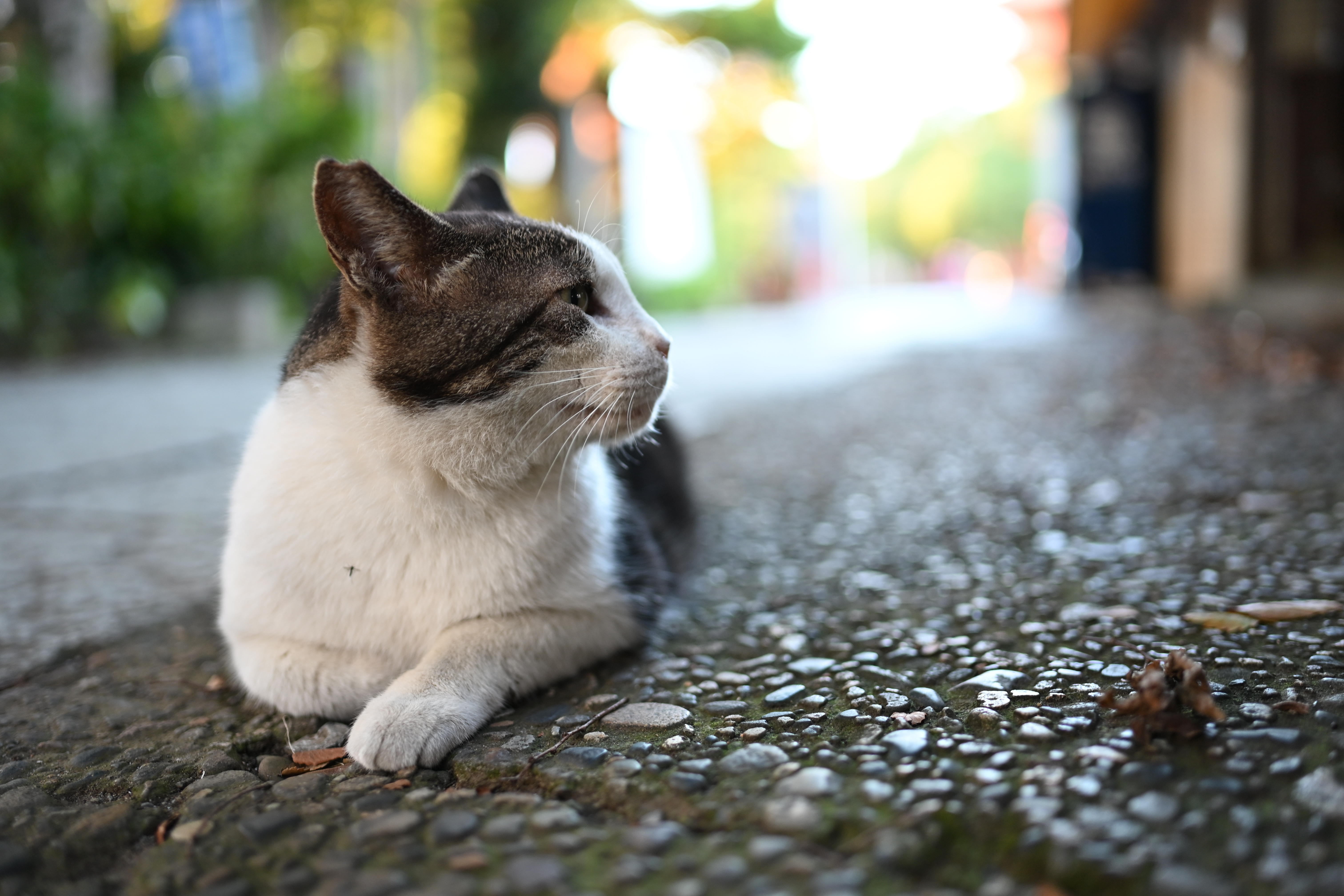 ニコン Z6III／NIKKOR Z 35mm f/1.8 S／絞り優先AE（1/40秒、F1.8、＋1.3EV）／ISO 400