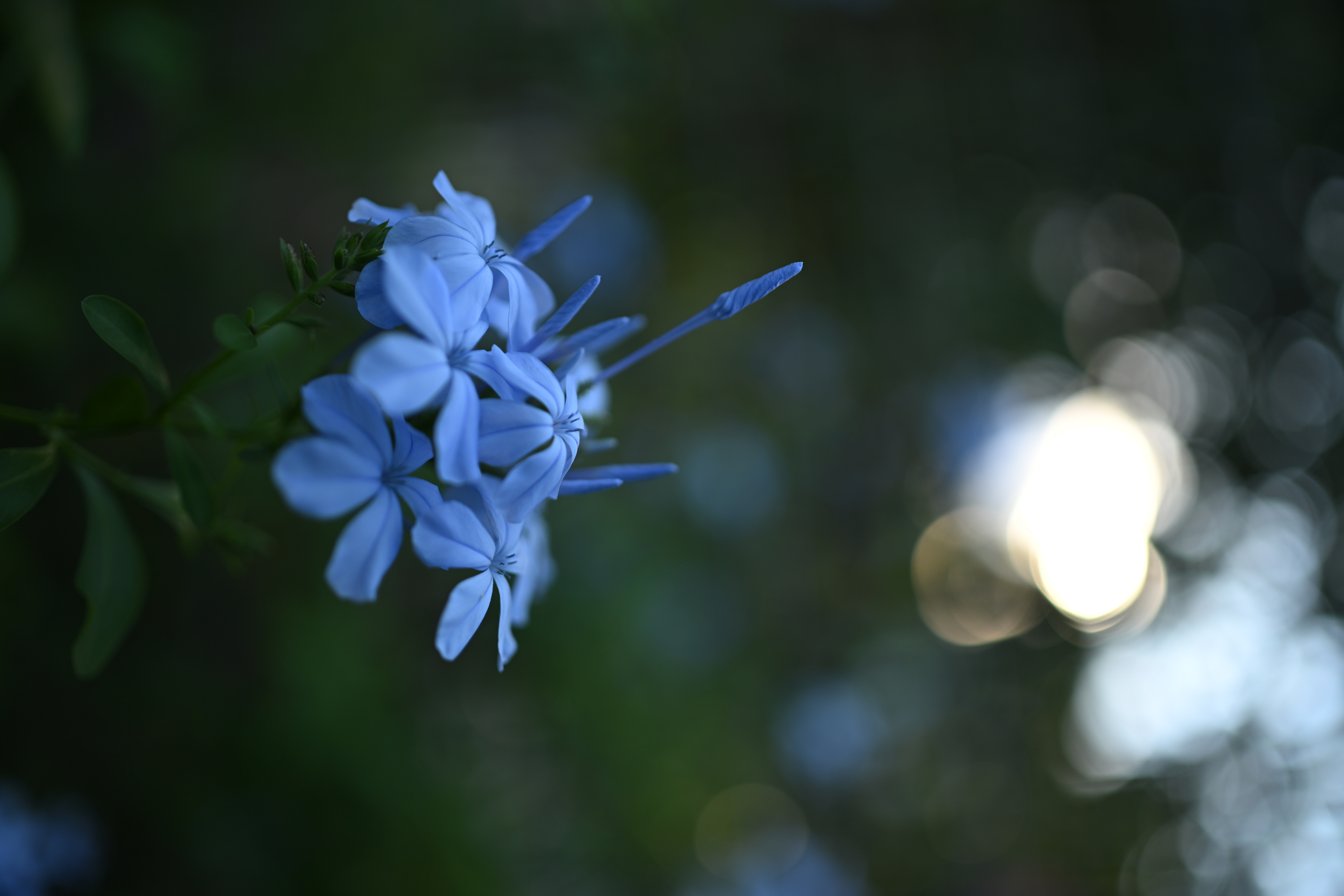 ニコン Z6III／NIKKOR Z 35mm f/1.8 S／絞り優先AE（1/640秒、F1.8、＋0.3EV）／ISO 100