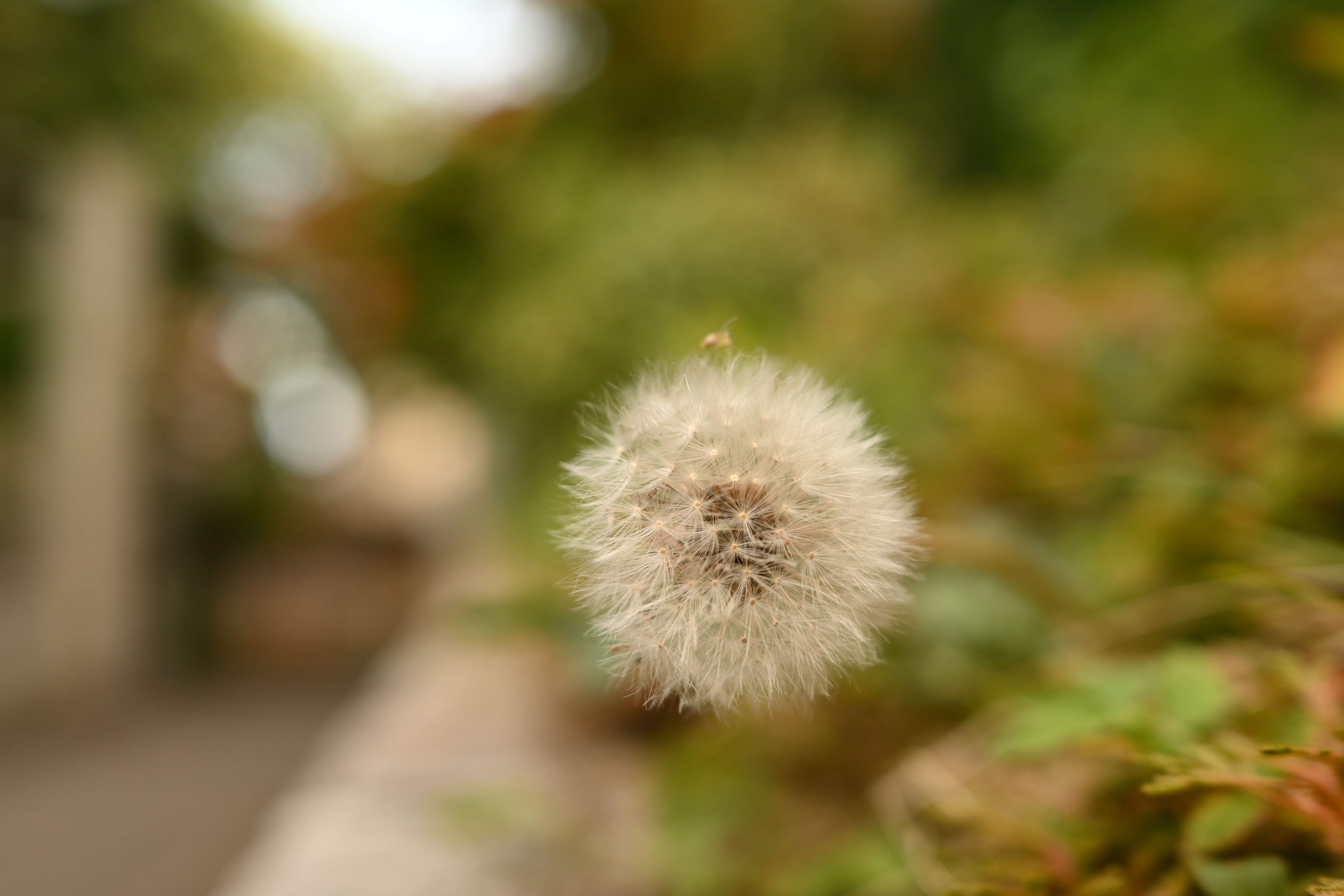 ニコン Zfc／NIKKOR Z DX 24mm f/1.7／24mm（36mm相当）／絞り優先AE（1/200秒、F2.8、＋0.7EV）／ISO 100