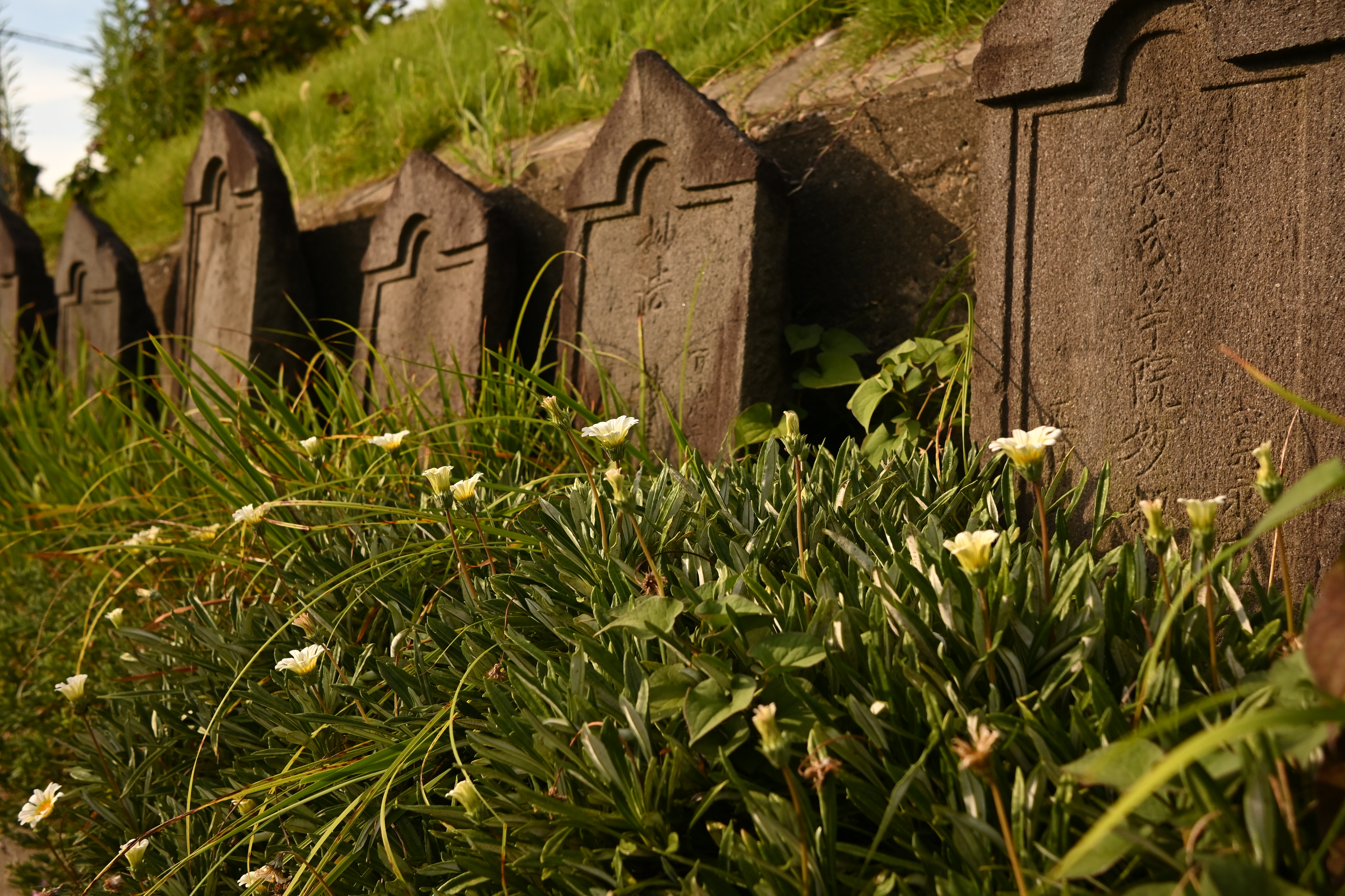 ニコン Zfc／NIKKOR Z DX 24mm f/1.7／24mm（36mm相当）／絞り優先AE（1/25,000秒、F4.0、＋0.7EV）／ISO 400