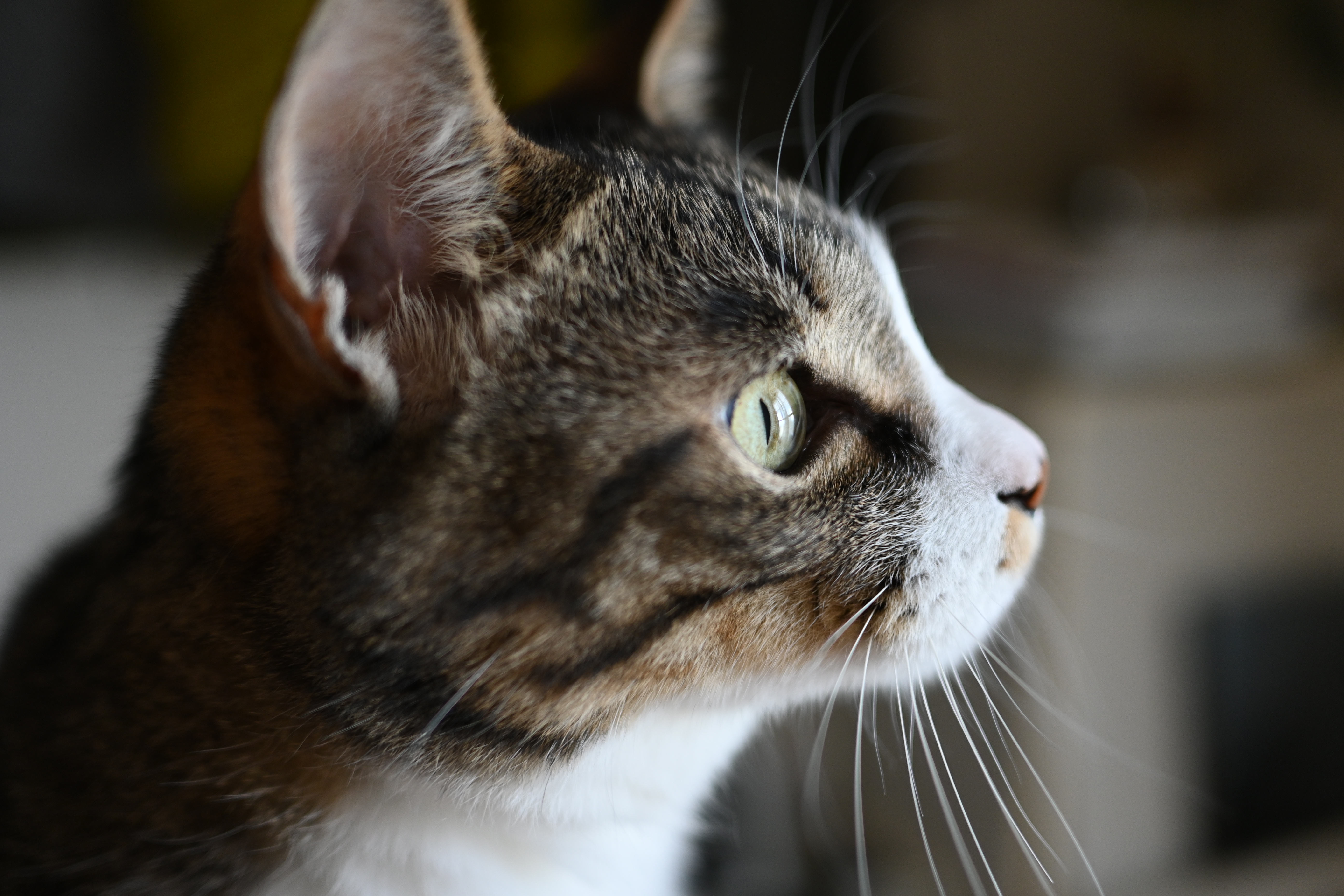 ニコン Zfc／NIKKOR Z DX 24mm f/1.7／24mm（36mm相当）／絞り優先AE（1/125秒、F1.7、−0.3EV）／ISO 400