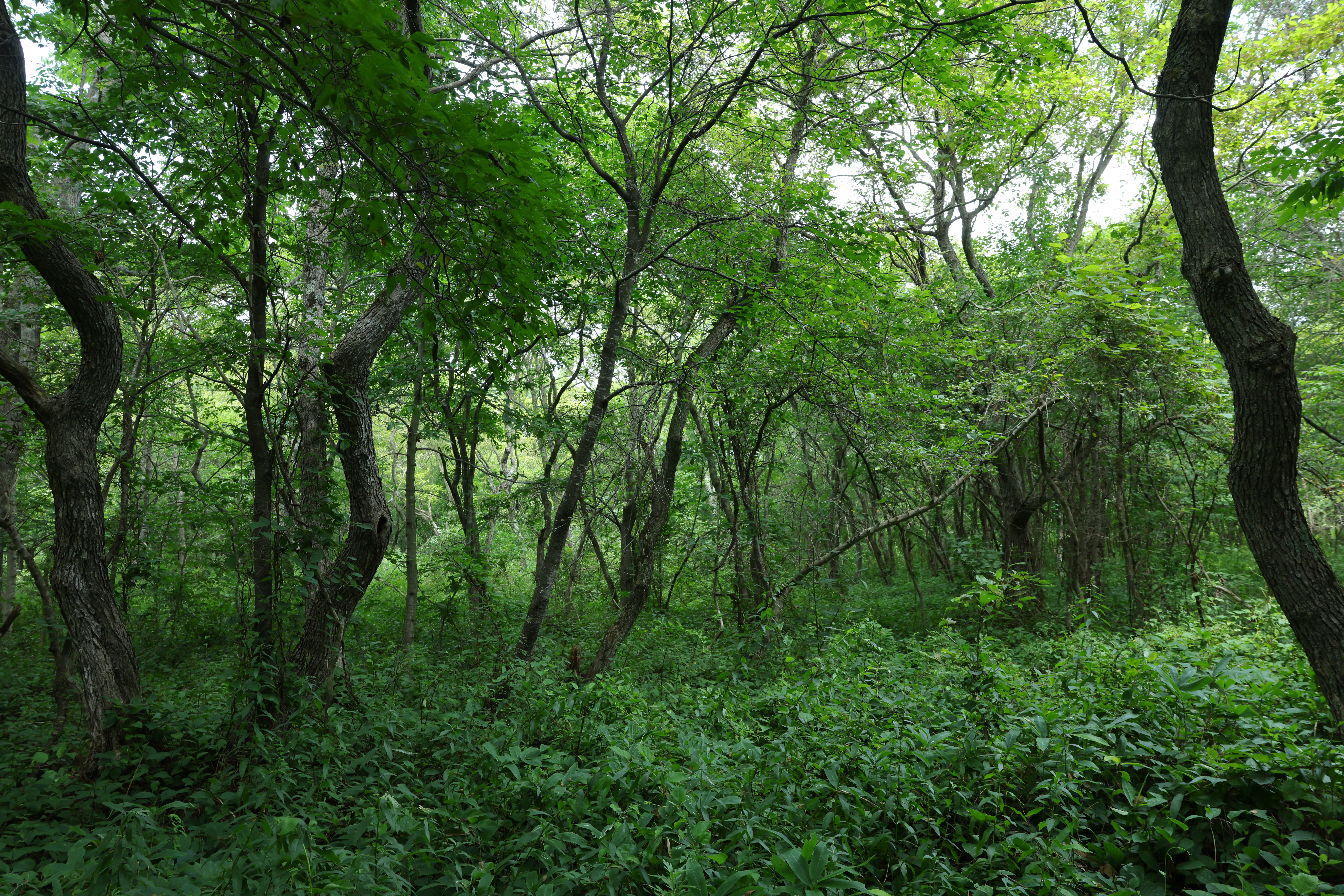 4,500万画素あればこのような込み入った木々のひとつひとつもしっかり描写できる。青方面に転びやすいシーンだがWBオート性能が向上したせいか、違和感のない色味だ。ただし、撮影時のEVF内表示はかなり青方面にシフトしていた