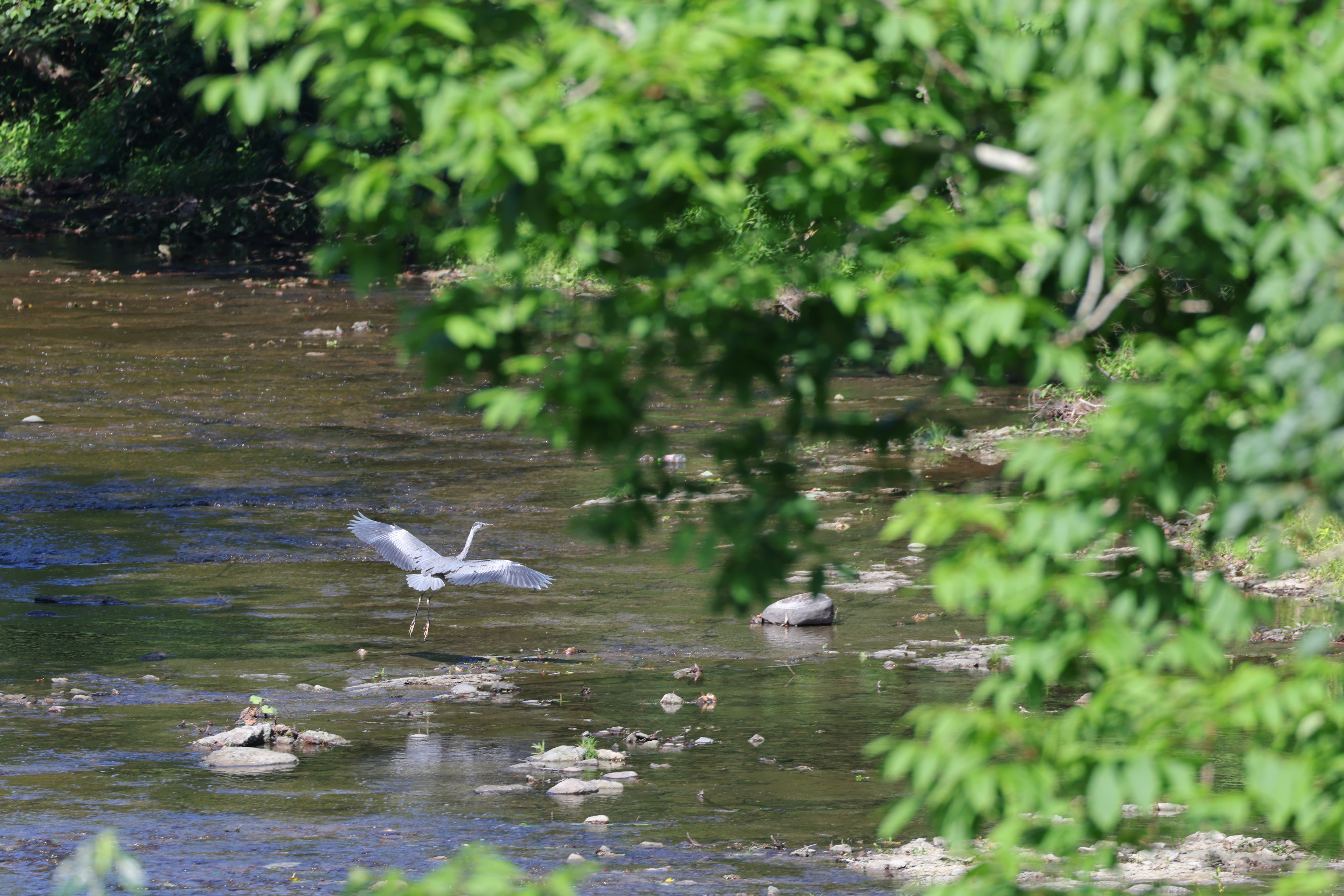 動物優先＋サーボAFで撮影。飛び去るサギの後ろ姿もキッチリ認識してトラッキングしてくれた。このあと右側の木に重なってしまう（撮影後にトリミング）