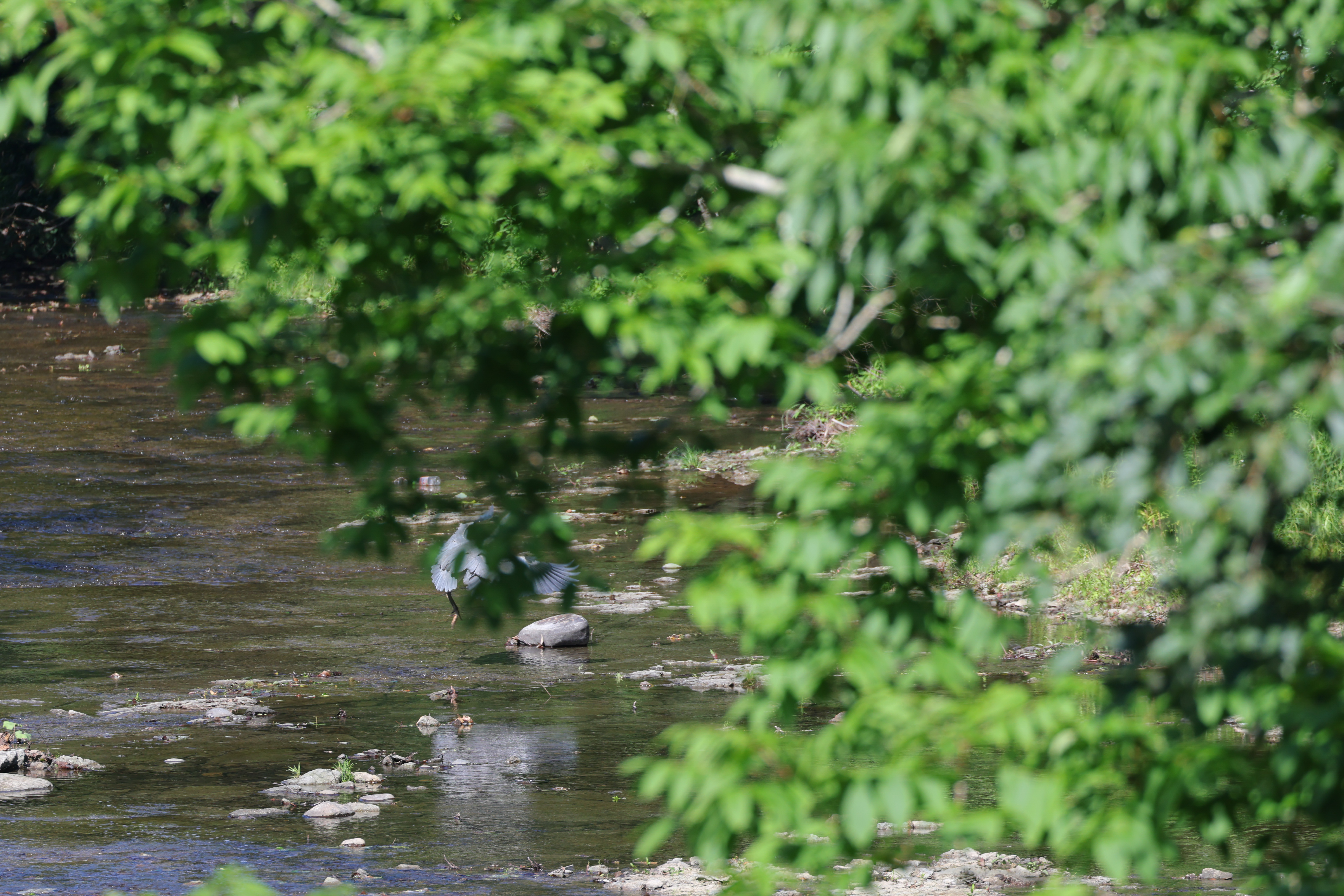 上の写真から3コマ目の写真だ。2コマ目から枝に重なってしまい、このカットは完全に身体が隠れているが手前の枝にピントが移らない。このあと5カット撮影し、すべて枝が重なっていたがしっかりサギを掴み続けていた。低速連続撮影（5コマ/秒）で撮影（撮影後にトリミング）