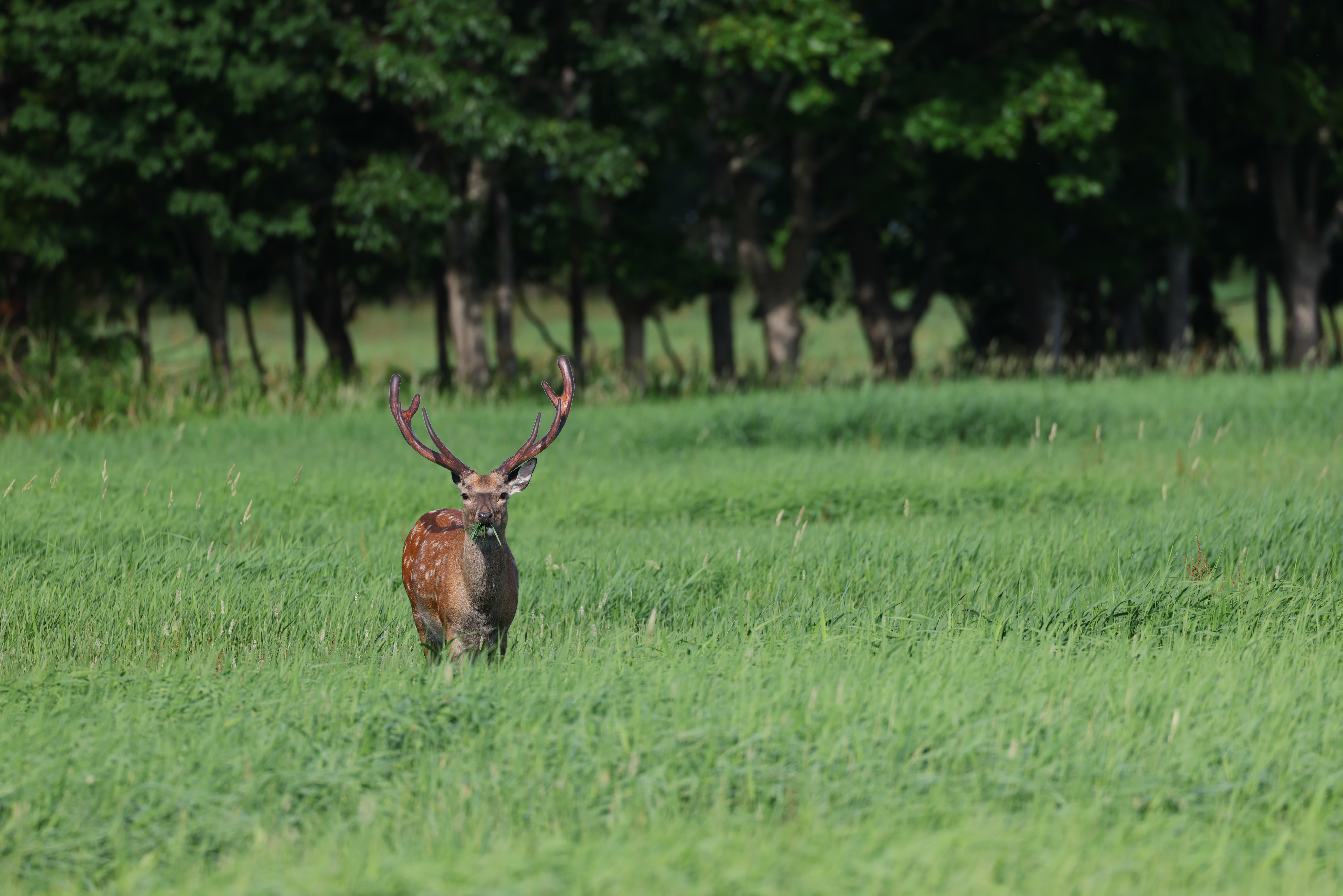 馬ではないが、エゾシカも動物優先で問題なく認識してくれた。多少精度の差はあるがほとんどの動物は動物優先で捕捉可能だ