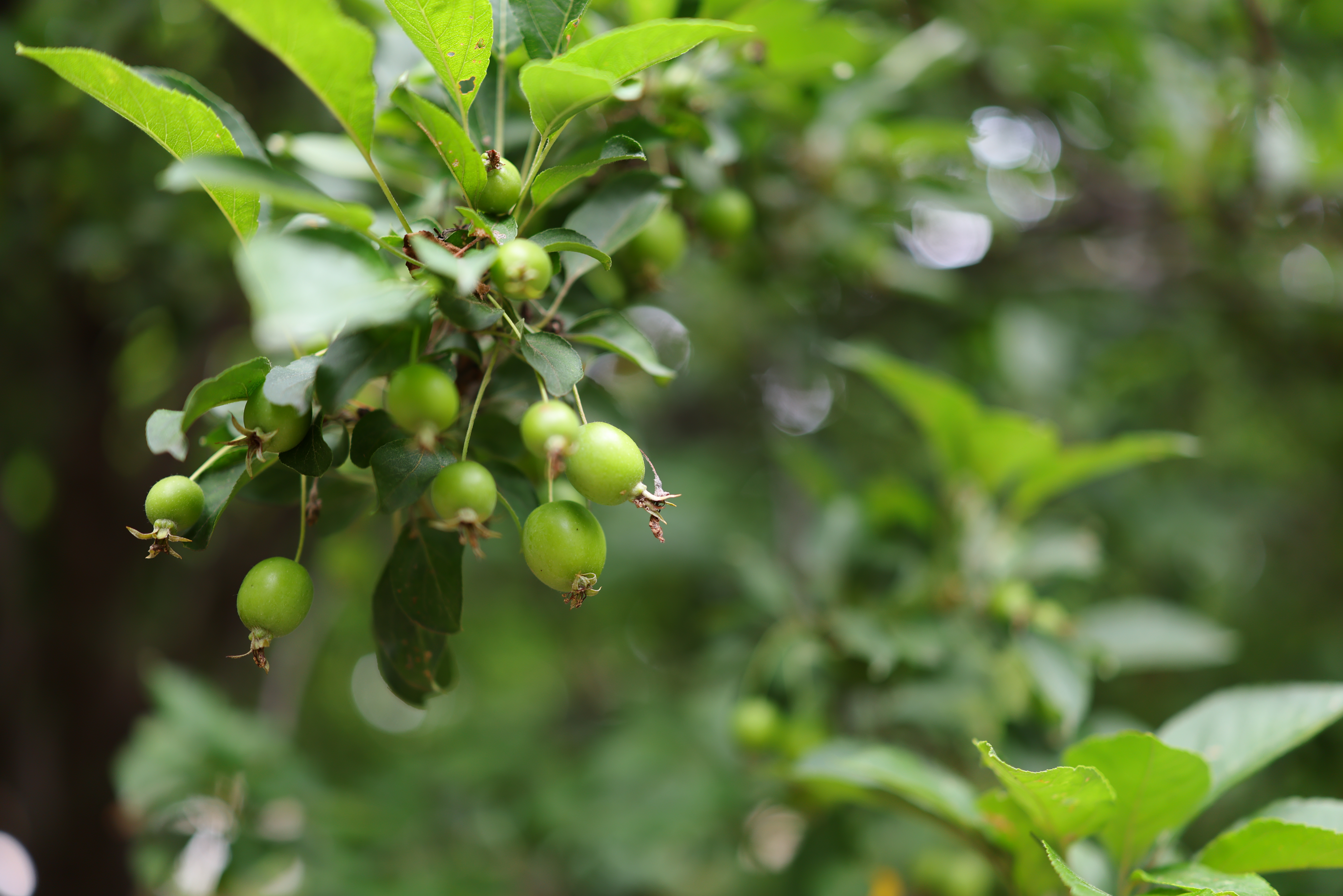 このような小さな被写体で視線入力AFを使うのは厳しいと感じだ。どの実にピントを合わせるかを決めるのはマルチコントローラーでないと難しい
