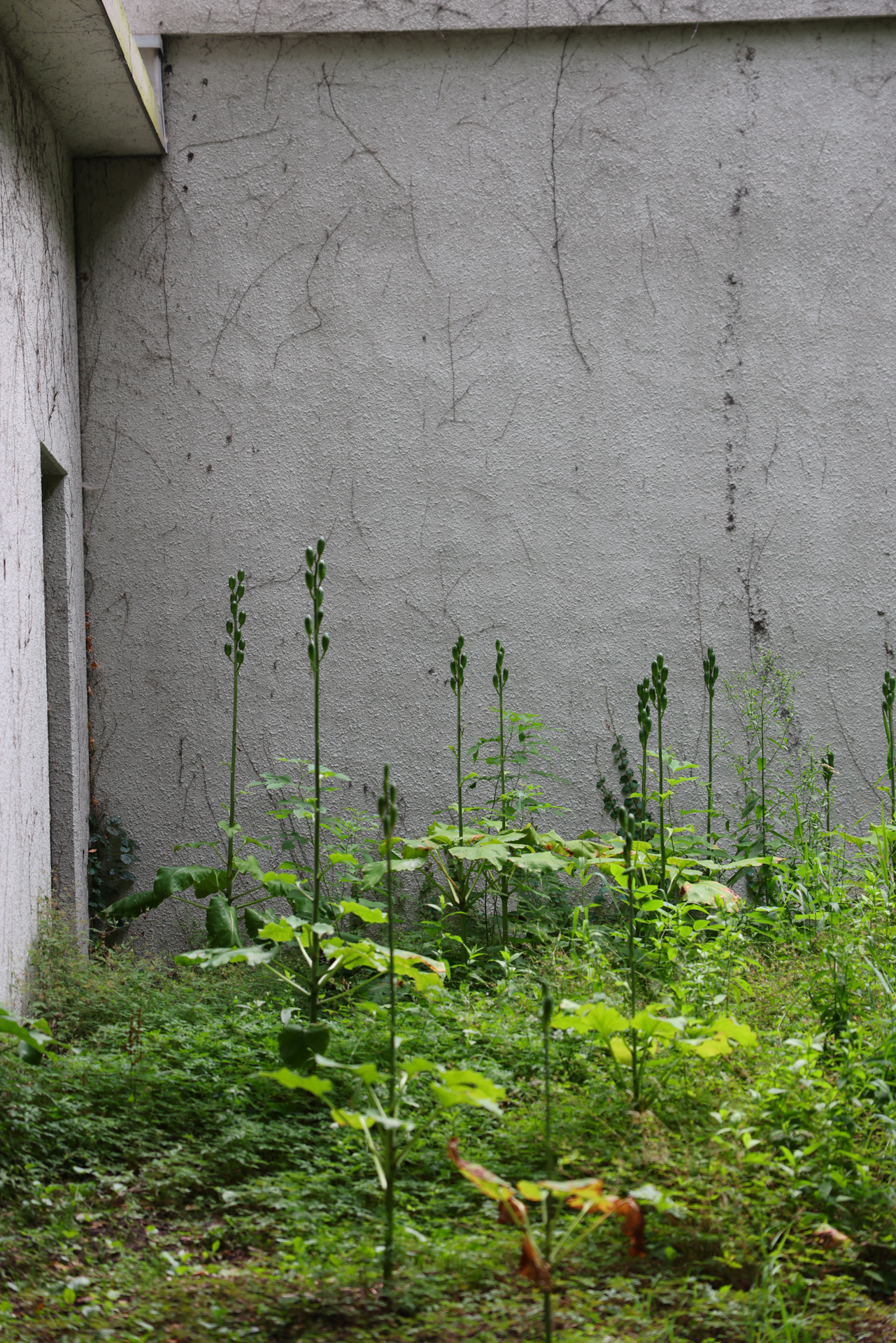 画面左から2本目の1番高い植物の先端付近にスポットAFで撮影。壁に抜けるわけでもなく、左から5本目付近にピントが合っているように見える。サーボ、ワンショットなどいくつか設定を変えて試したが、AFではどうしてもピントが合わず微妙に後ピンとなった。なお、横構図で撮影するとあっさりとピントが合った