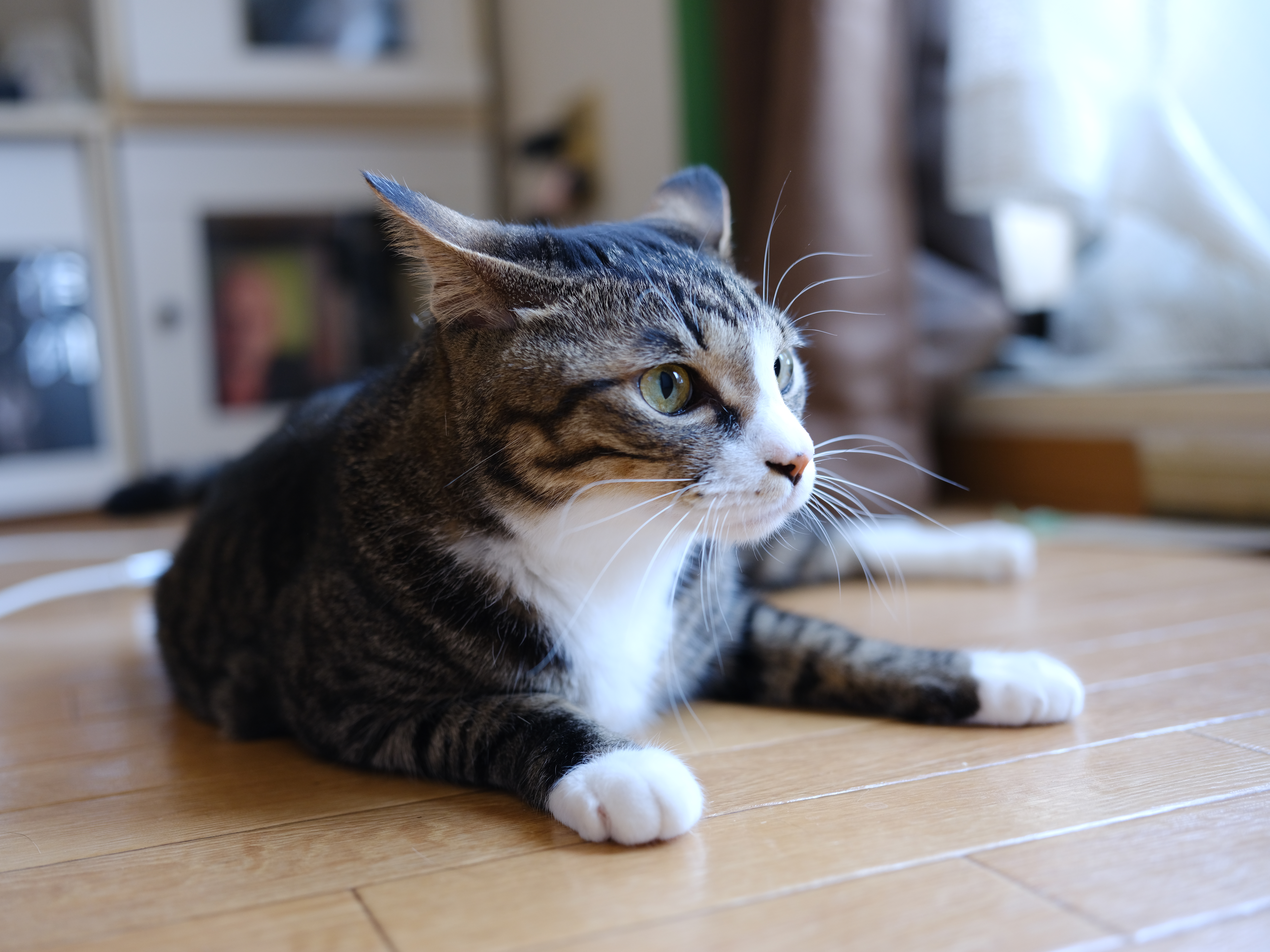 富士フイルム GFX50S II／GF45mmF2.8 R WR／45mm（36mm相当）／絞り優先AE（1/35秒、F3.6、＋0.3EV）／ISO 800