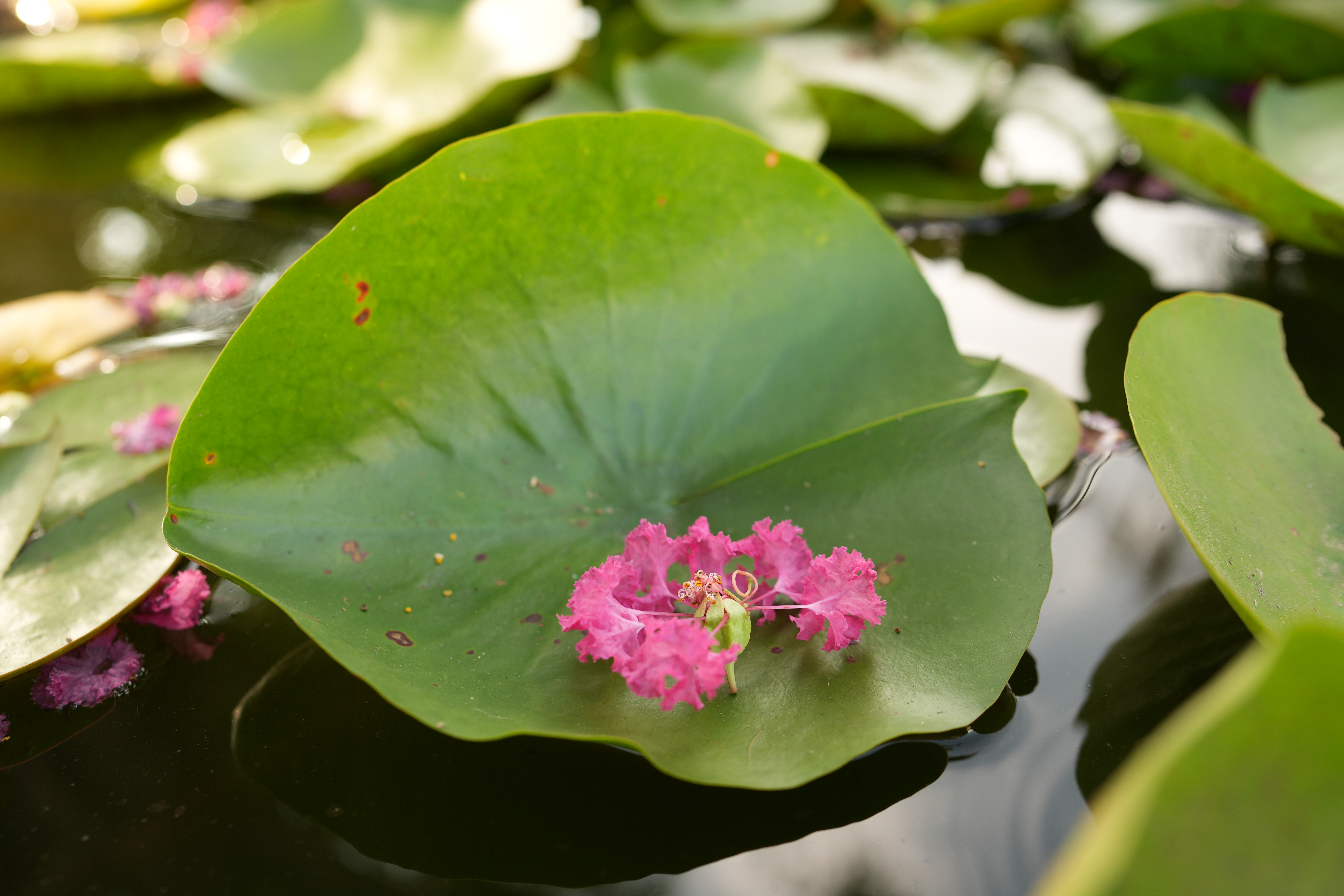 ソニー α6700／SIGMA 23mm F1.4 DC DN｜Contemporary／23mm（34mm相当）／絞り優先AE（1/125秒、F2.8、＋0.3EV）／ISO 100