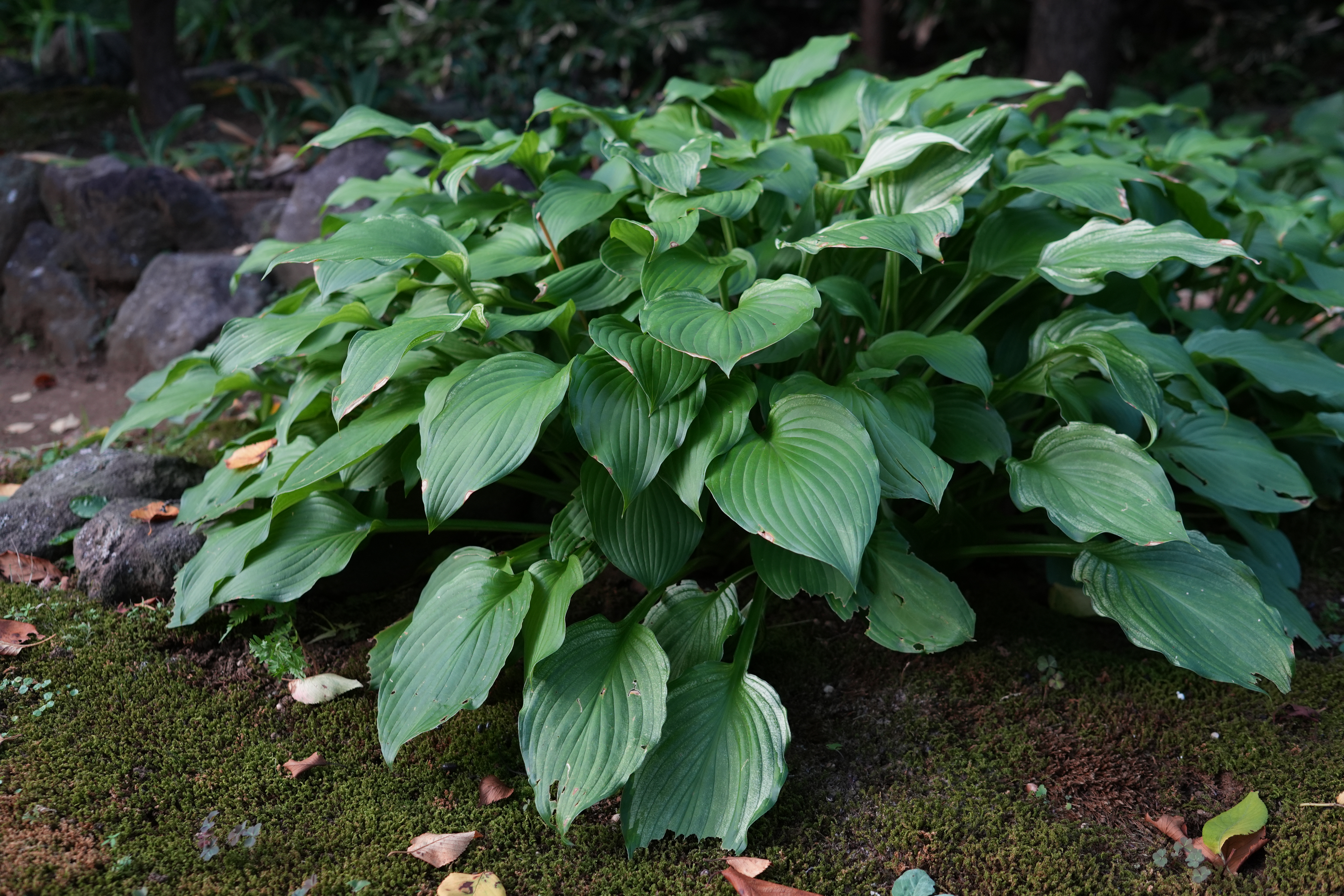 ソニー α6700／SIGMA 23mm F1.4 DC DN｜Contemporary／23mm（34mm相当）／絞り優先AE（1/100秒、F2.8、−0.7EV）／ISO 400