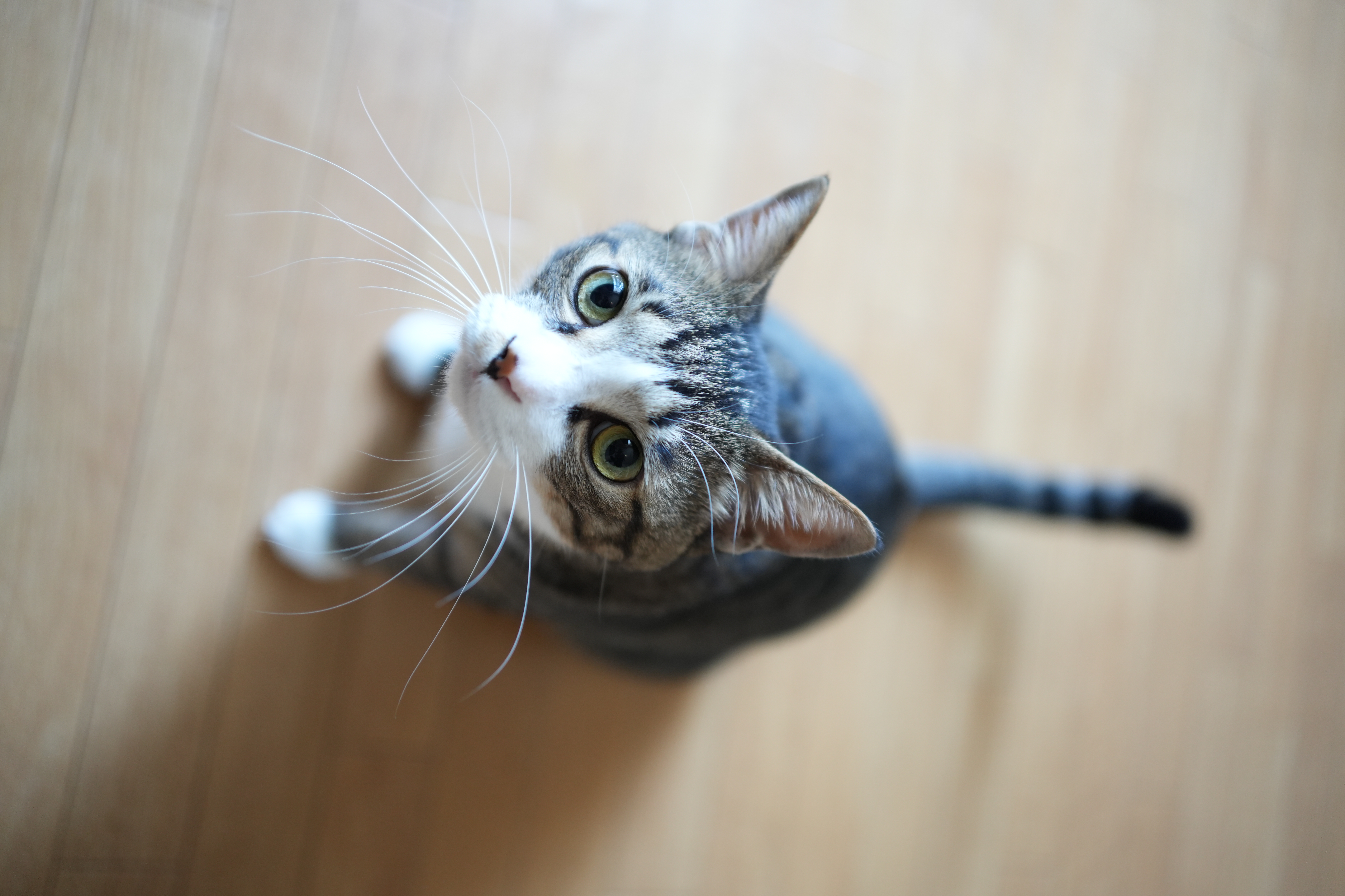 ソニー α7C II／35mm F2 DG DN｜Contemporary／絞り優先AE（1/80秒、F2.0、±0.0EV）／ISO 800