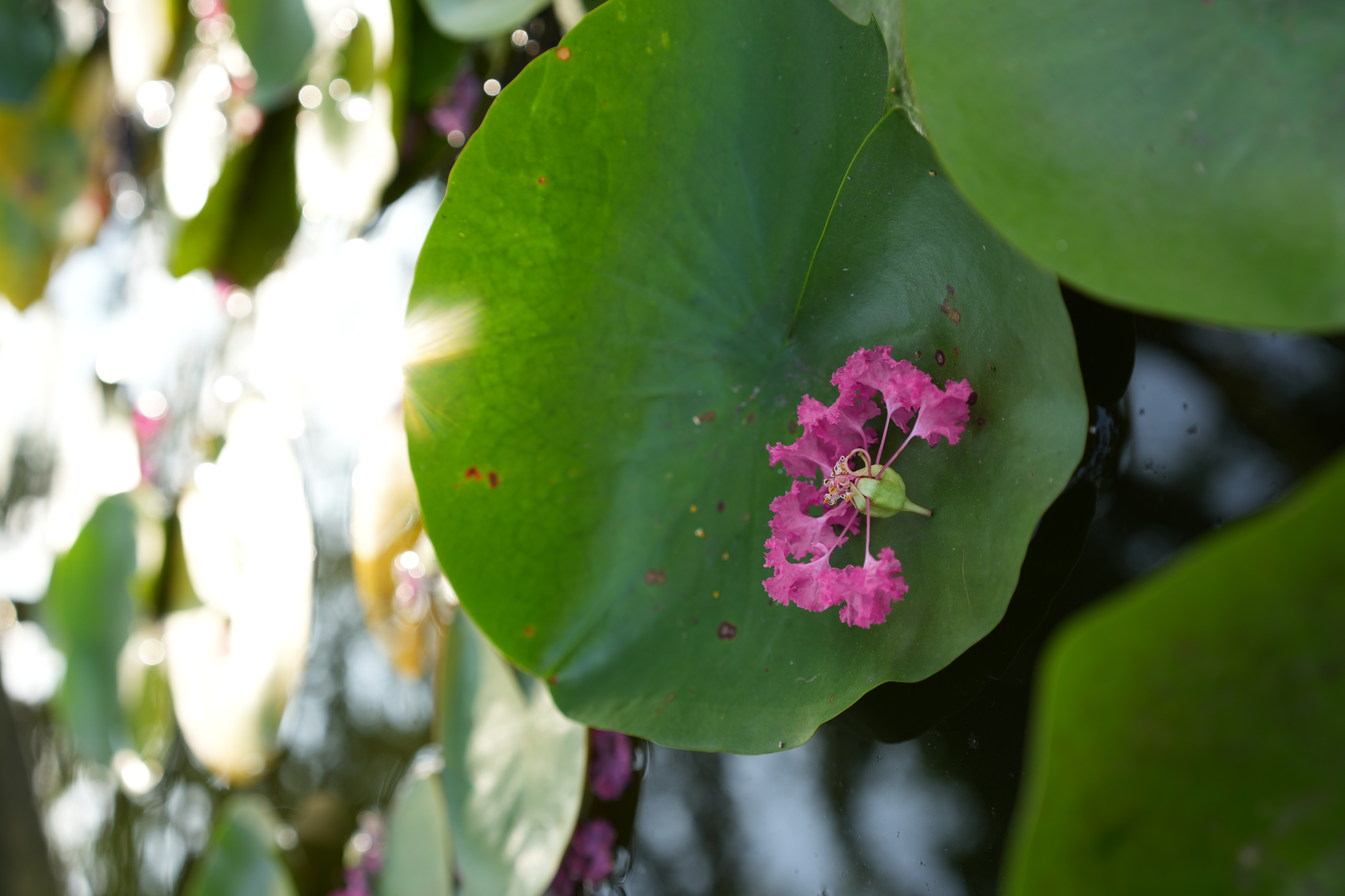 ソニー α7C II／35mm F2 DG DN｜Contemporary／絞り優先AE（1/100秒、F4.0、±0.0EV）／ISO 100