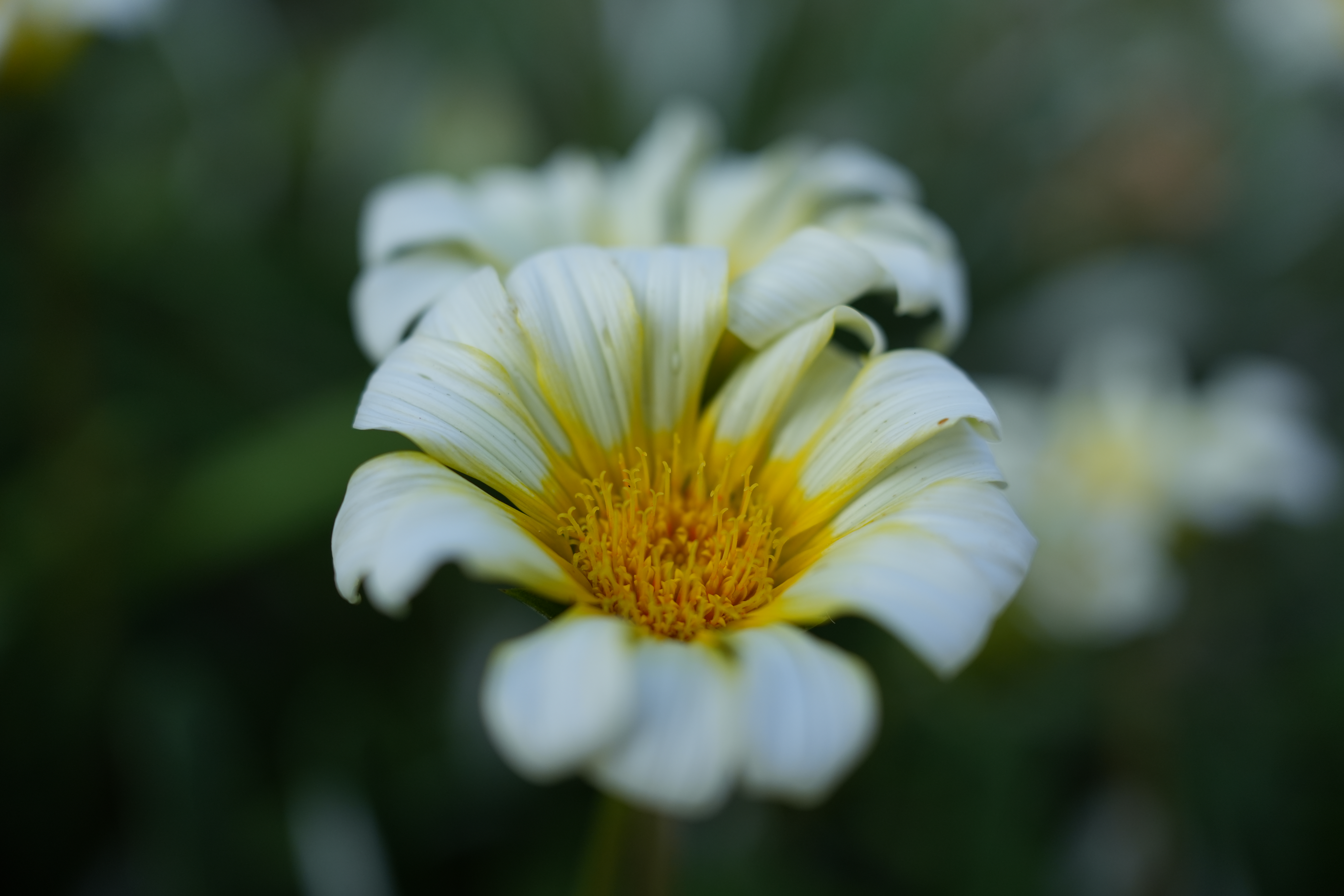 ソニー α7C II／35mm F/2.8 Di III／絞り優先AE（1/1,600秒、F4.0、±0.0EV）／ISO 400