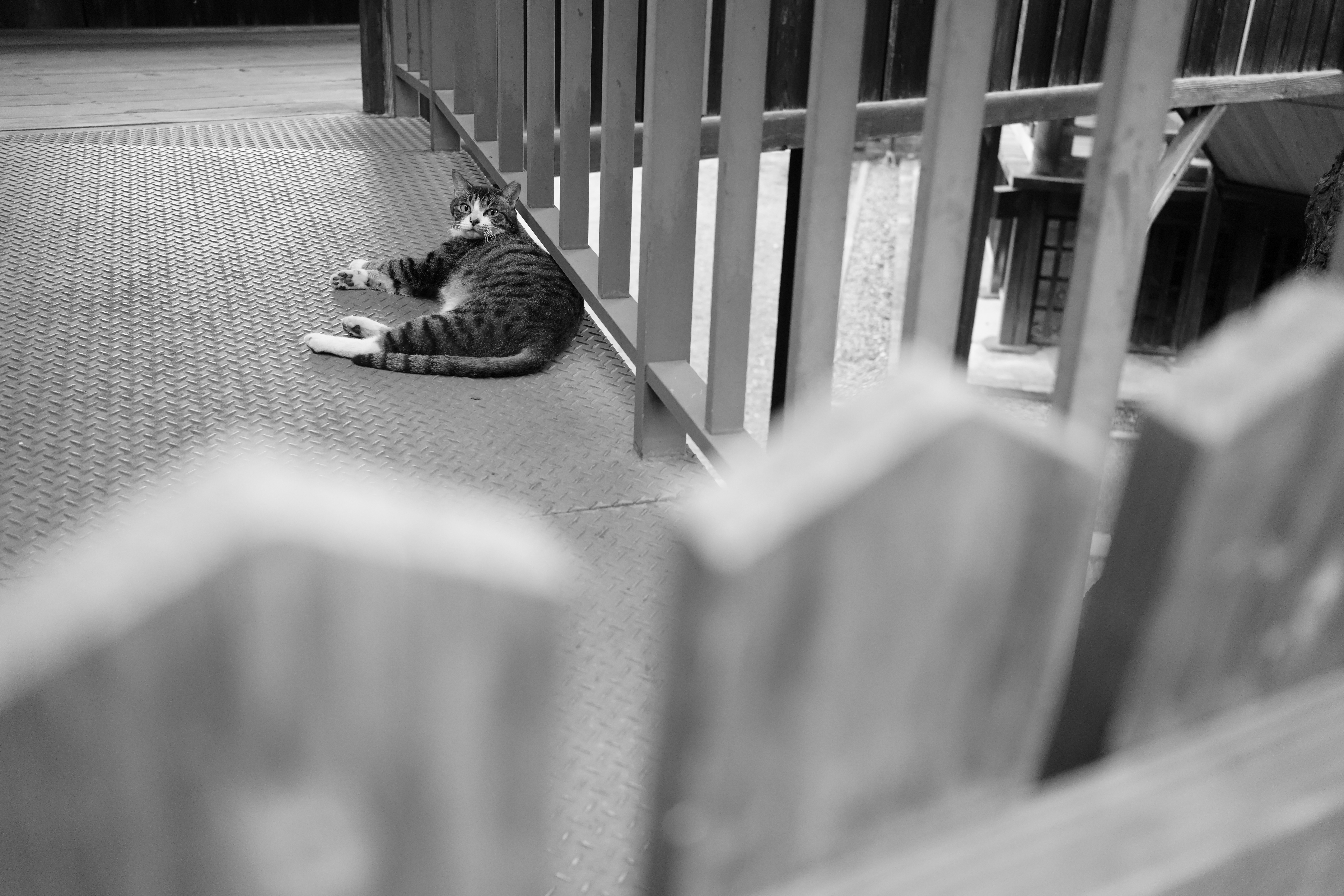 ソニー α7C II／35mm F/2.8 Di III／絞り優先AE（1/80秒、F4.0、＋0.3EV）／ISO 4000