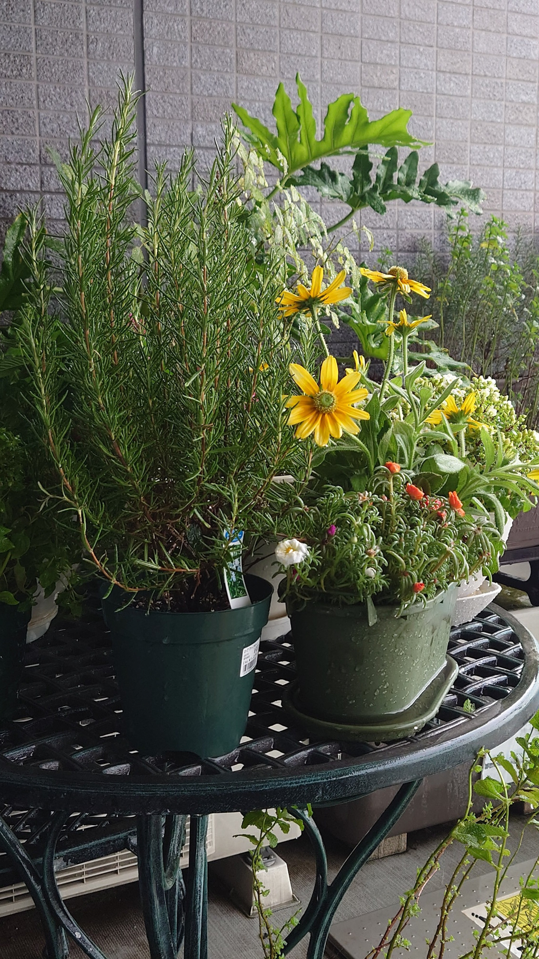 家を出る前、ベランダの植木に水を撒く