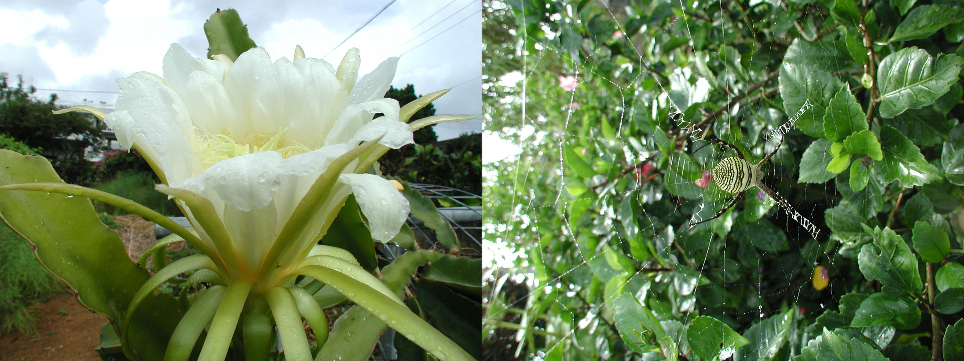 （左）月下美人（右）あまり見たことがないクモ