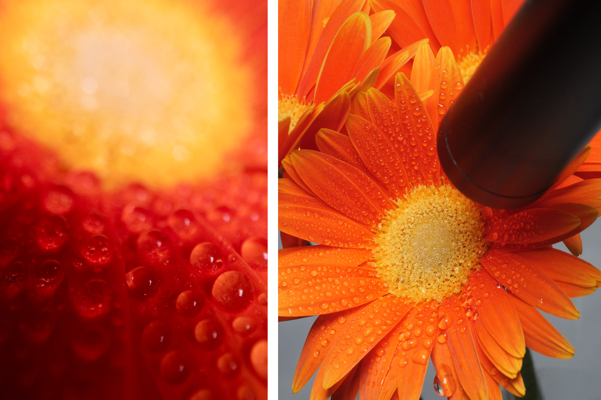 近接撮影ではありがちな「レンズの影」が手前に落ちている状態