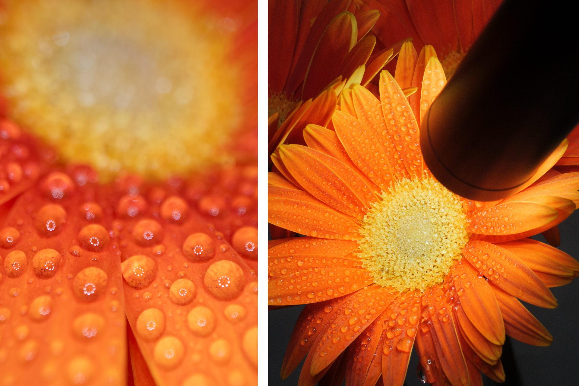 LEDライトをオンにして撮影。強さは10段階中の3。手前の影を消しつつ、リング状に並んだLEDを水滴に写し込んでキラキラ感を出してみた