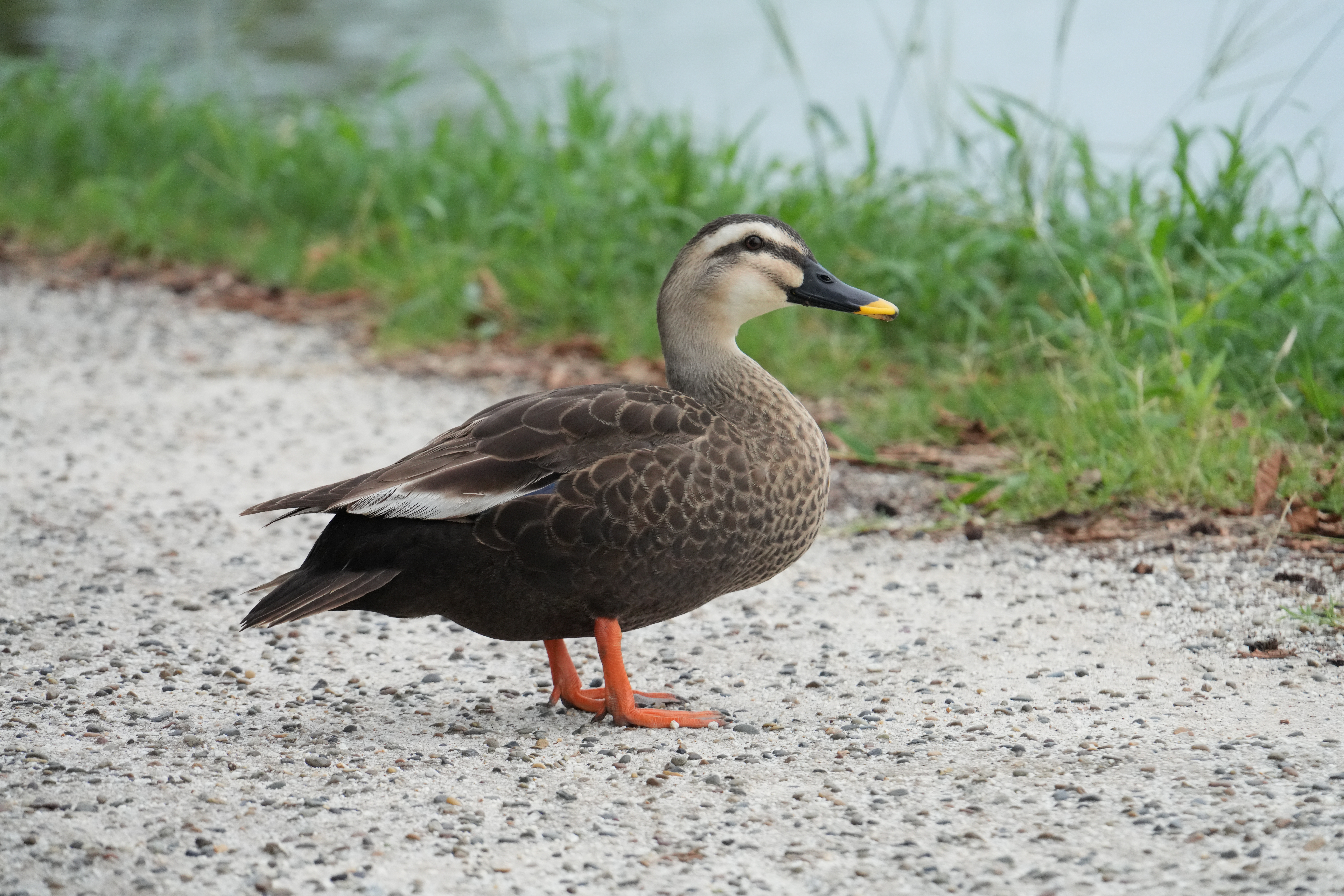 ソニー α7R V／28-300mm F/4-7.1 Di III VC VXD／300mm／絞り優先AE（1/320秒、F11、＋0.7EV）／ISO 3200