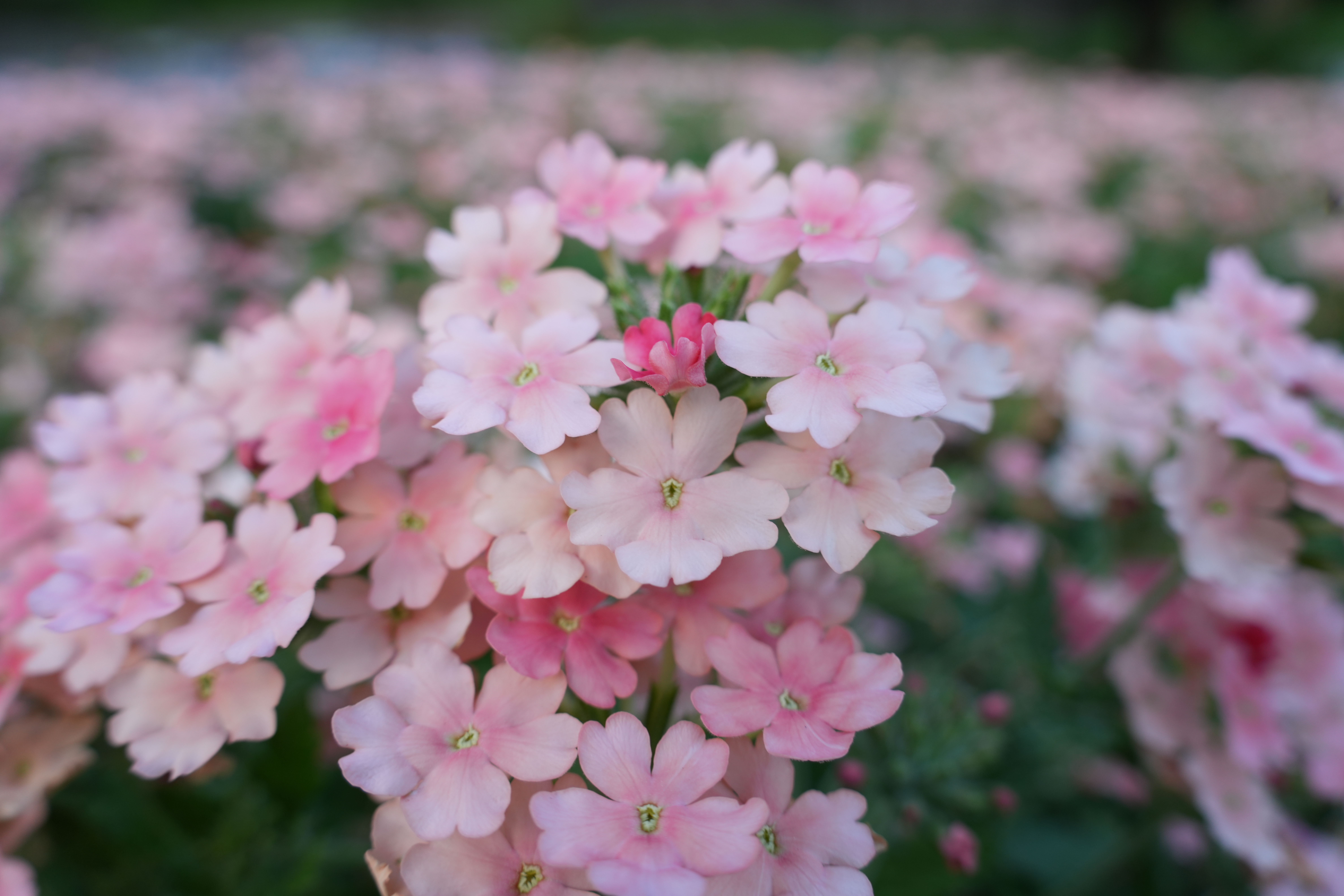 ソニー α7R V／28-300mm F/4-7.1 Di III VC VXD／28mm／絞り優先AE（1/80秒、F7.1、＋0.7EV）／ISO 400