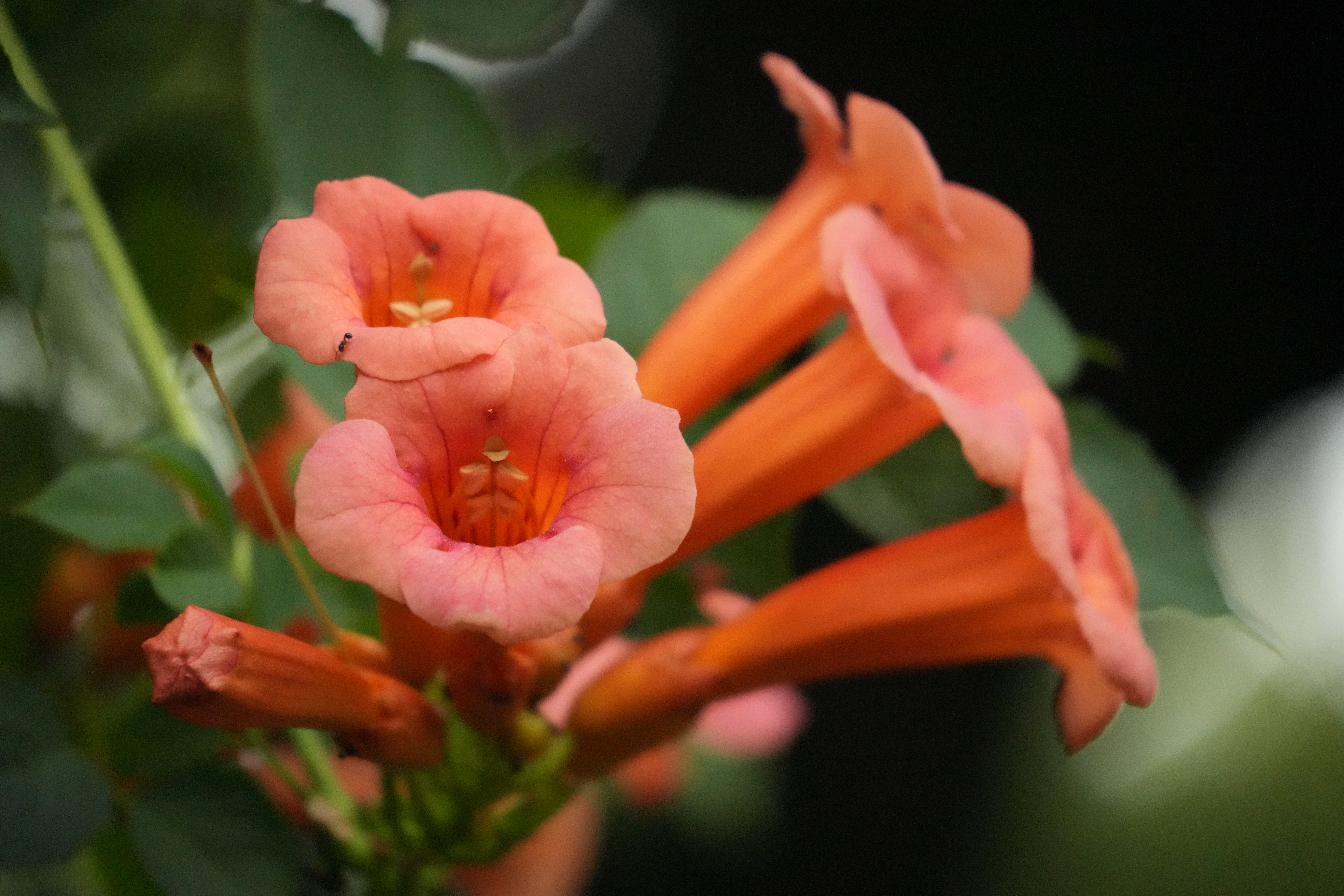 ソニー α7R V／28-300mm F/4-7.1 Di III VC VXD／300mm／絞り優先AE（1/320秒、F7.1、＋0.3EV）／ISO 10000