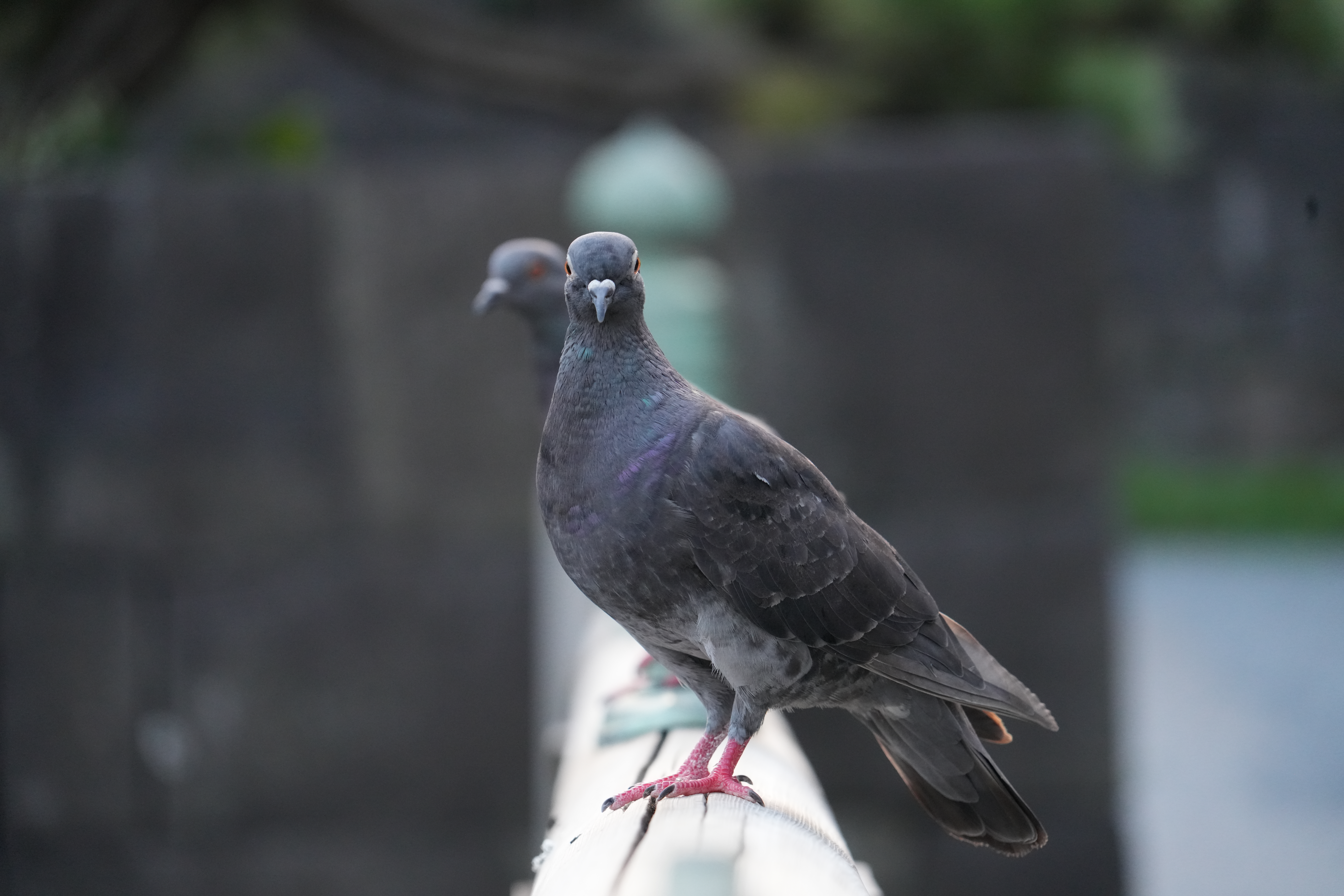 ソニー α7R V／28-300mm F/4-7.1 Di III VC VXD／170mm／絞り優先AE（1/200秒、F7.1、−0.7EV）／ISO 3200