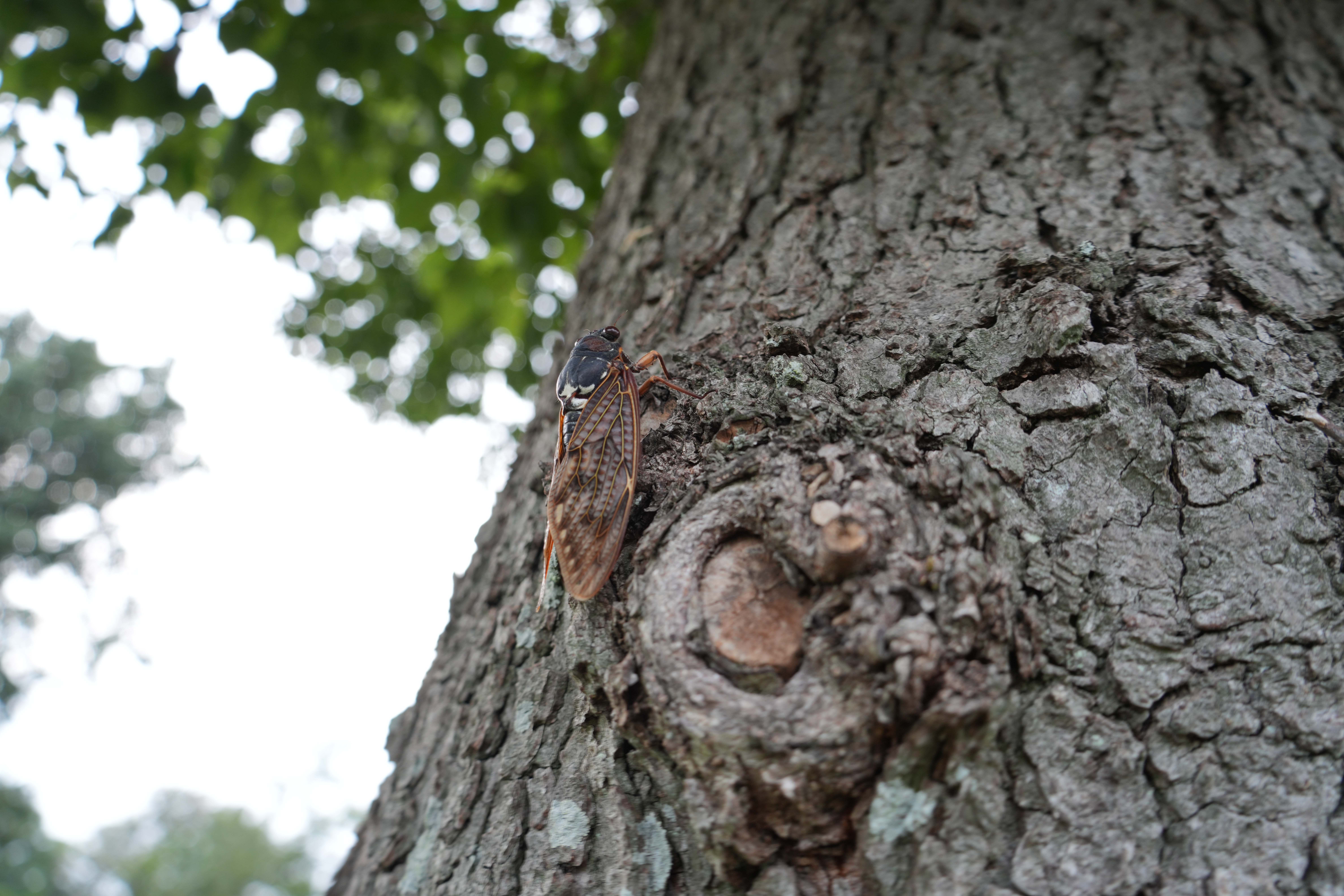 ソニー α7R V／28-300mm F/4-7.1 Di III VC VXD／28mm／絞り優先AE（1/30秒、F5.6、＋0.3EV）／ISO 400