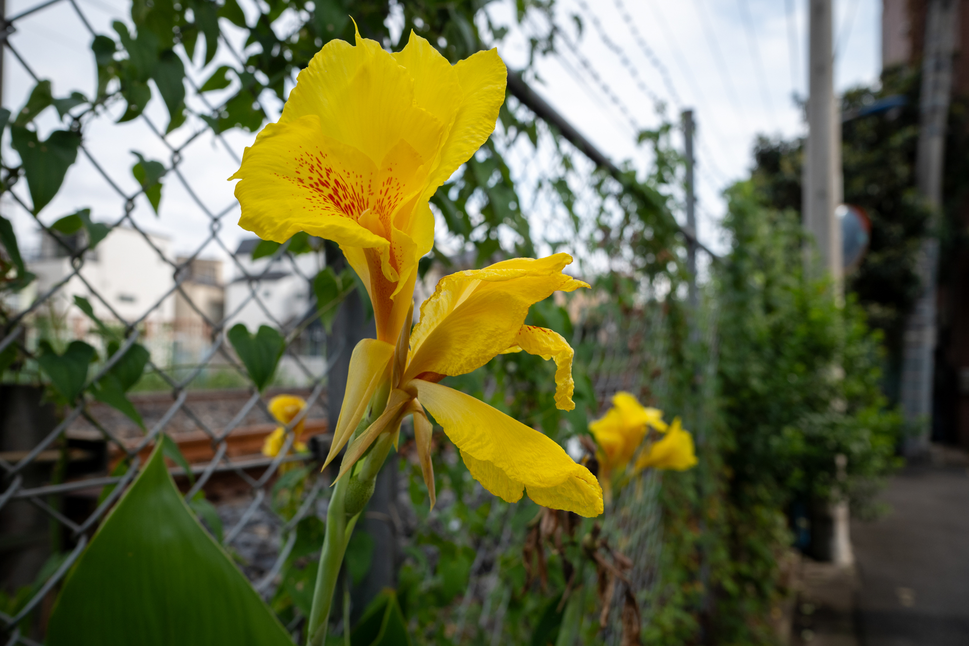 今回はAFも自動選択にしてお任せしてみましたが、すばらしき精度でよいところに合焦しますね。<br><span class="fnt-85">パナソニック LUMIX S9／SIGMA 24mm F3.5 DG DN｜Contemporary／プログラムAE（1/500秒、F8.0、−0.7EV）／ISO 400</span>