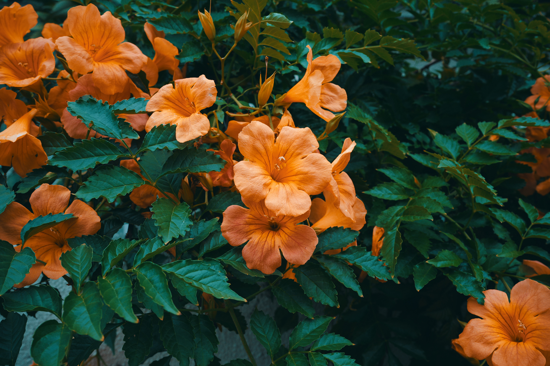 LUTボタンから、内蔵されているLUT3を使用してみました（左）。冴えない曇天の下の花がオレンジの輝きを増したようです。<br><span class="fnt-85">パナソニック LUMIX S9／SIGMA 24mm F3.5 DG DN｜Contemporary／プログラムAE（1/200秒、F7.1、−0.7EV）／ISO 400</span>