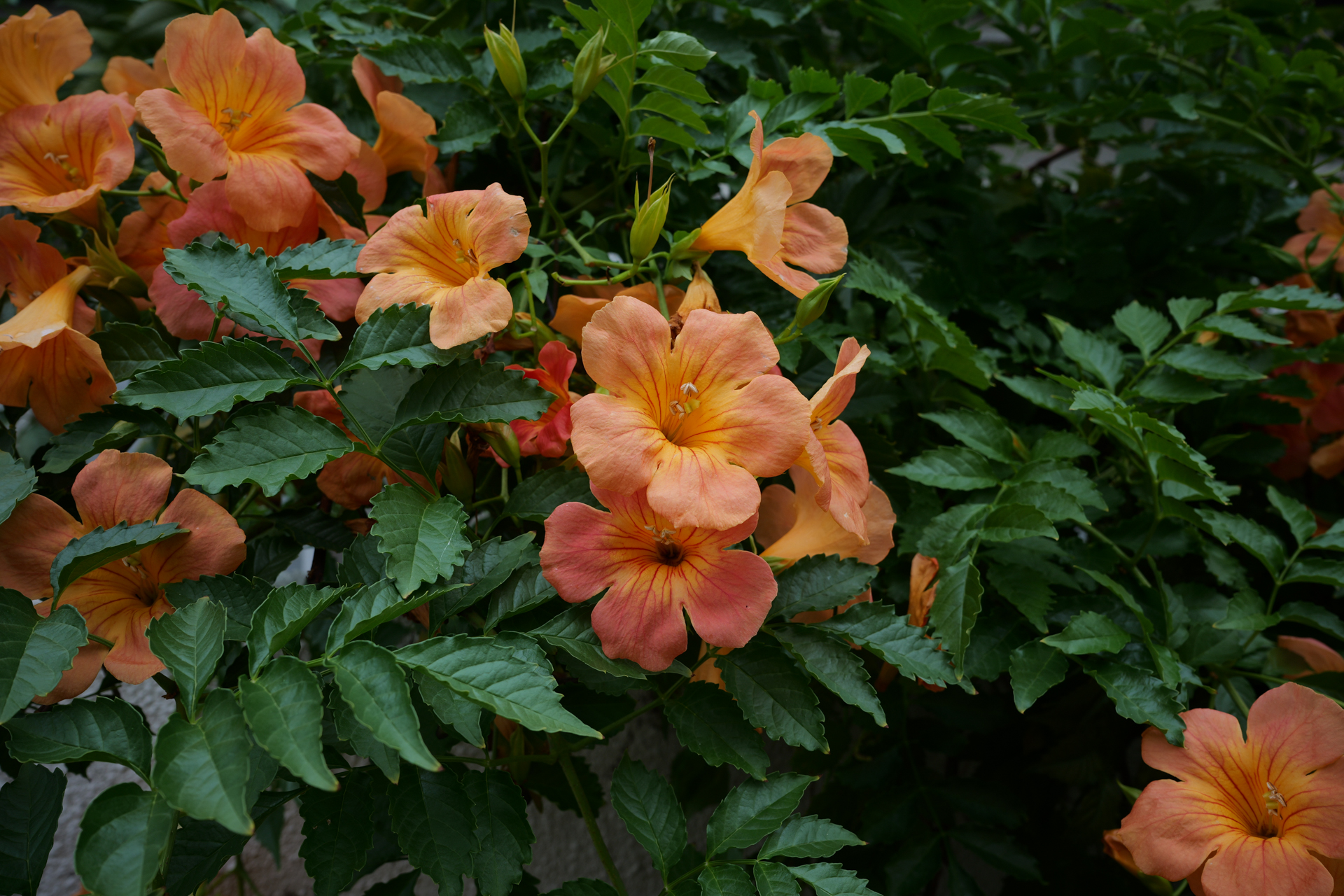 LUTボタンから、内蔵されているLUT3を使用してみました（左）。冴えない曇天の下の花がオレンジの輝きを増したようです。<br><span class="fnt-85">パナソニック LUMIX S9／SIGMA 24mm F3.5 DG DN｜Contemporary／プログラムAE（1/200秒、F7.1、−0.7EV）／ISO 400</span>