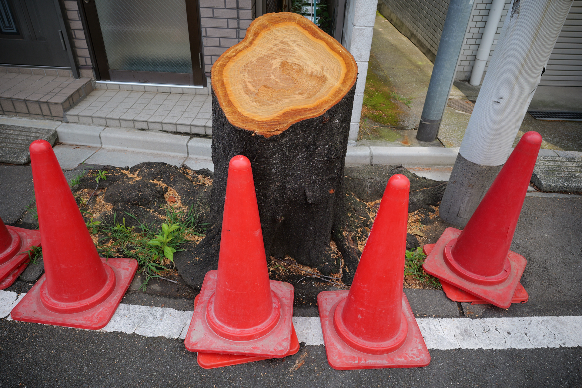 伐採された街路樹。コーンの配置は何かのパフォーマンスなんでしょうか。<br><span class="fnt-85">パナソニック LUMIX S9／SIGMA 24mm F3.5 DG DN｜Contemporary／プログラムAE（1/200秒、F7.1、−0.7EV）／ISO 400</span>