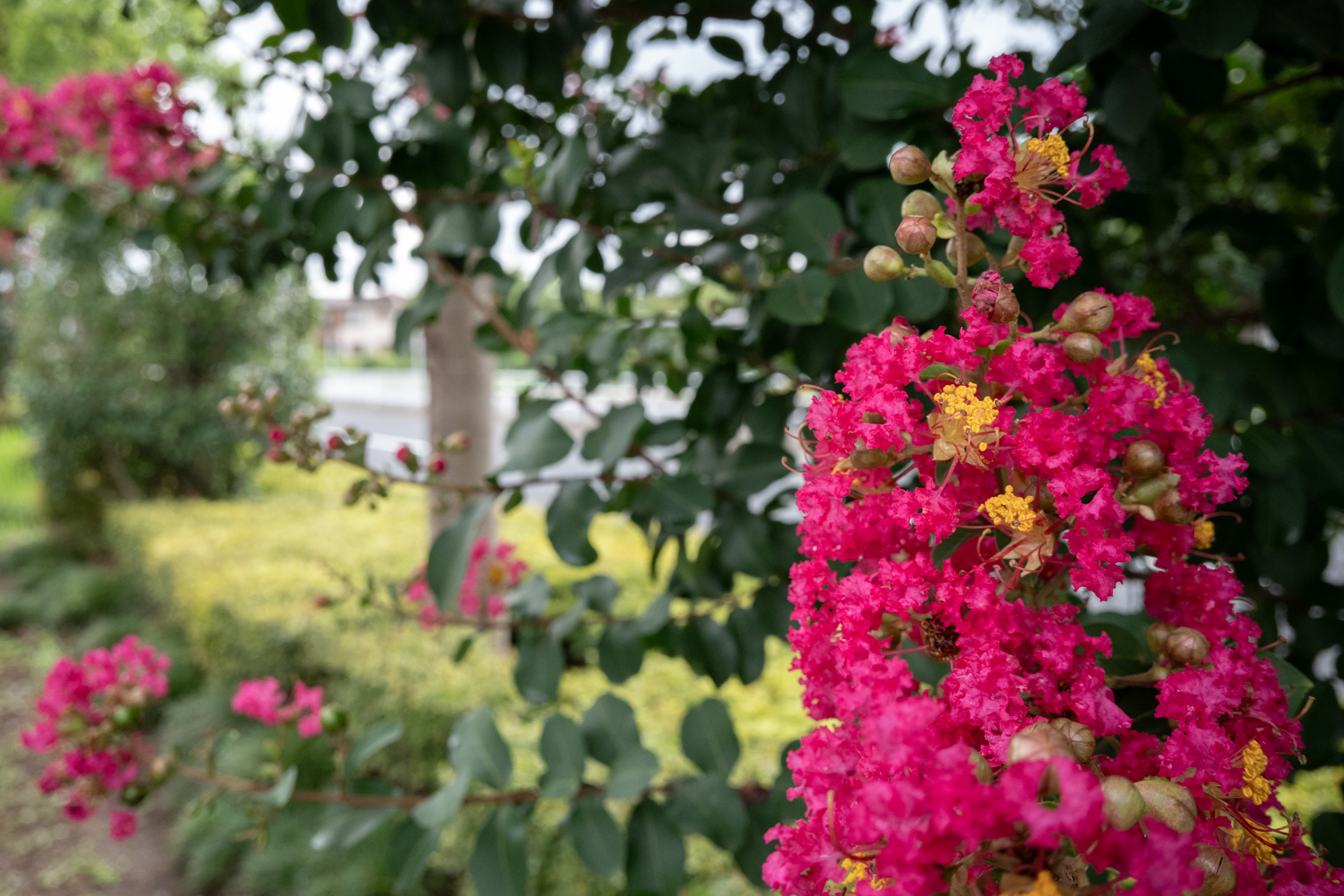 開放F値がF8。いや絞りは固定されているのですべてをF8で撮らねばなりません。百日紅を最短撮影距離にて撮影。背景のボケをみてみました。想像より自然ですね。<br><span class="fnt-85">パナソニック LUMIX S9／LUMIX S 26mm F8／絞り優先AE（1/800秒、F8.0、−0.3EV）／ISO 1600</span>