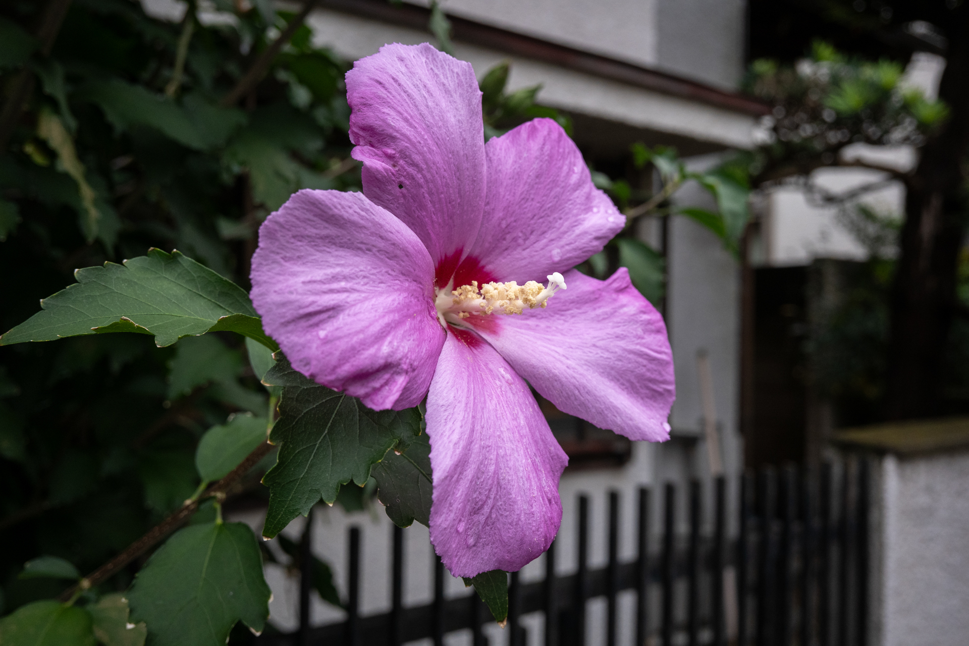 民家の玄関。雨中で咲く鮮やかな色の花。暗い状況でした。コントラストは優秀です。周囲が暗いのでLCDでのピントの見極めはまずまず容易でした。<br><span class="fnt-85">パナソニック LUMIX S9／LUMIX S 26mm F8／絞り優先AE（1/800秒、F8.0、−0.3EV）／ISO 1600</span>